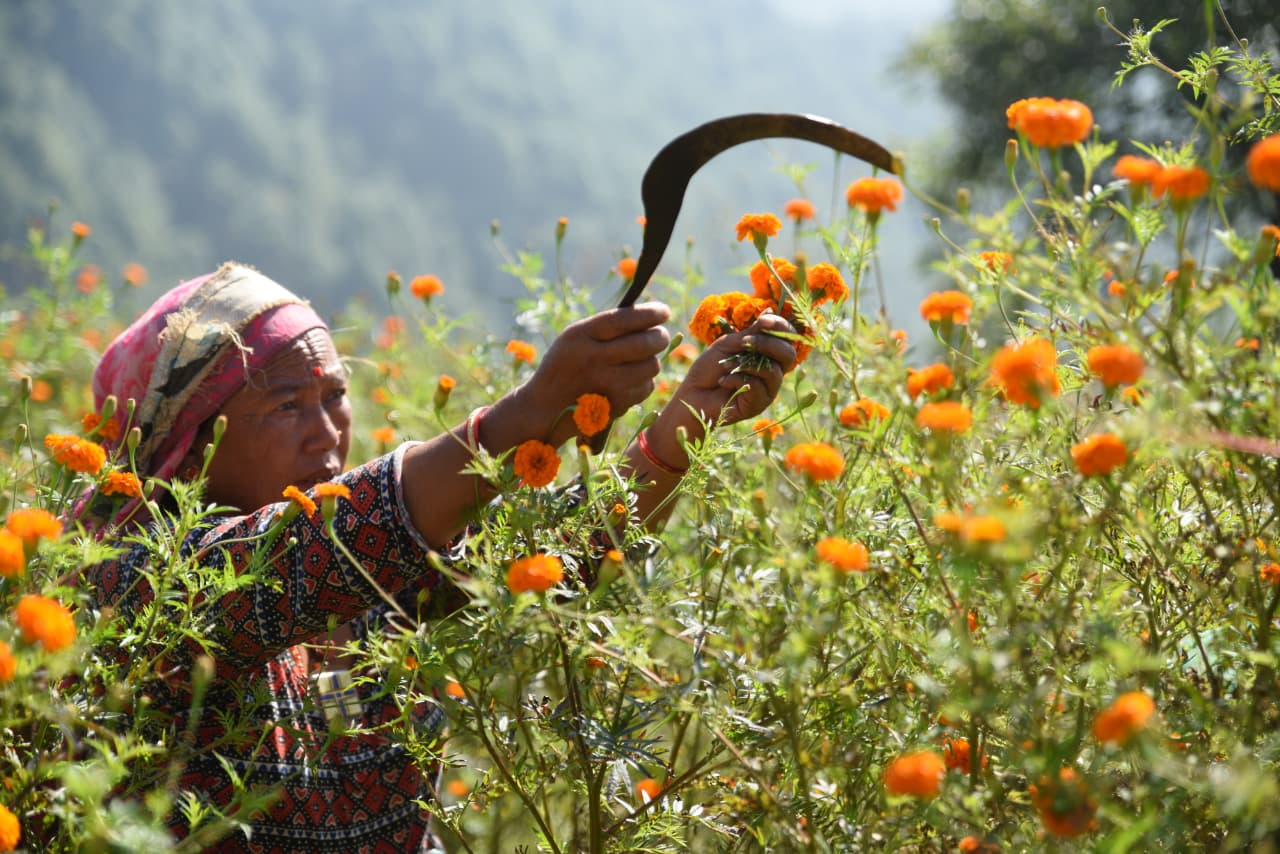Flower-at-Seto-Gumba_Nepal-Photo-Library-(17)-1760859091.jpeg