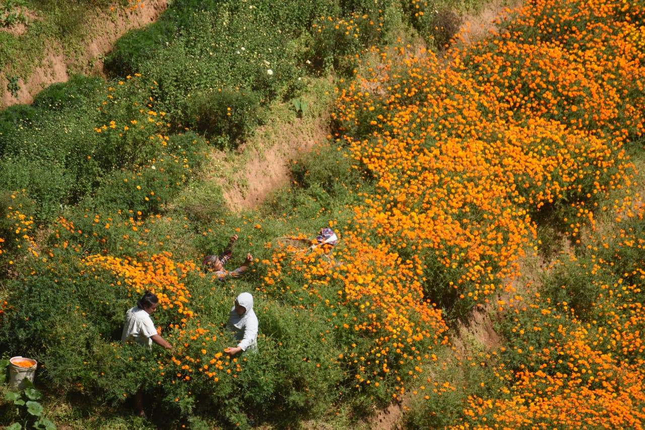 Flower-at-Seto-Gumba_Nepal-Photo-Library-(2)-1760859095.jpeg