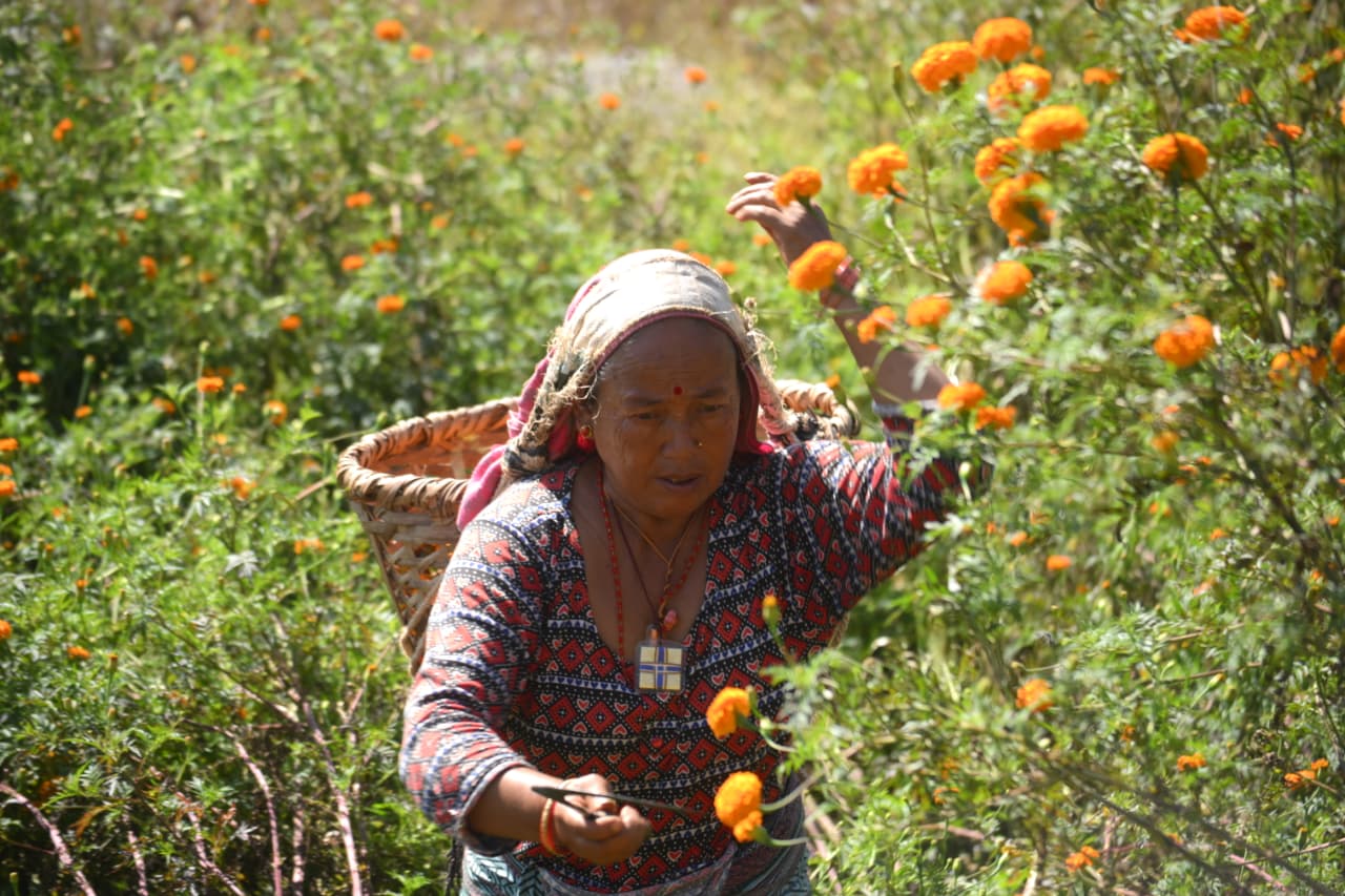 Flower-at-Seto-Gumba_Nepal-Photo-Library-(20)-1760859091.jpeg