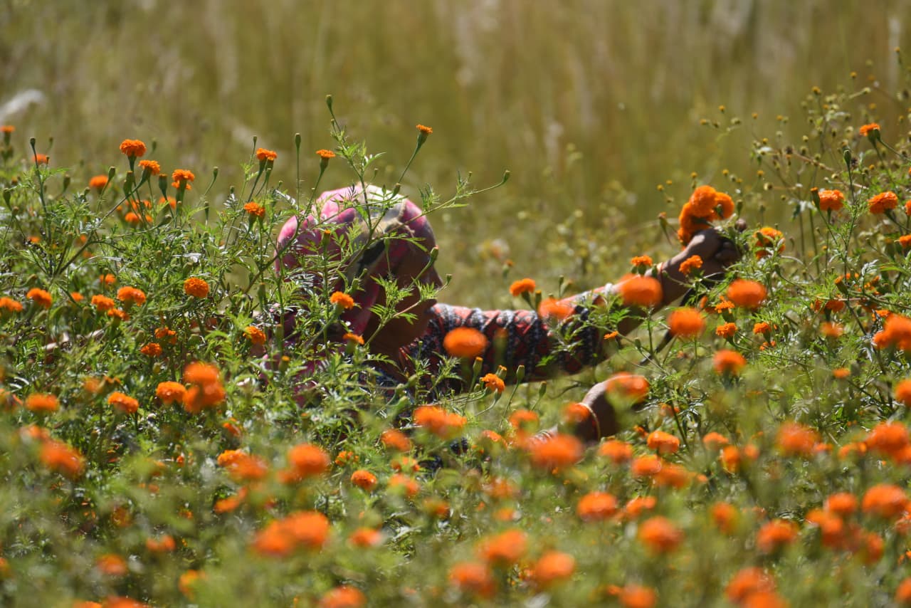 Flower-at-Seto-Gumba_Nepal-Photo-Library-(5)-1760859094.jpeg