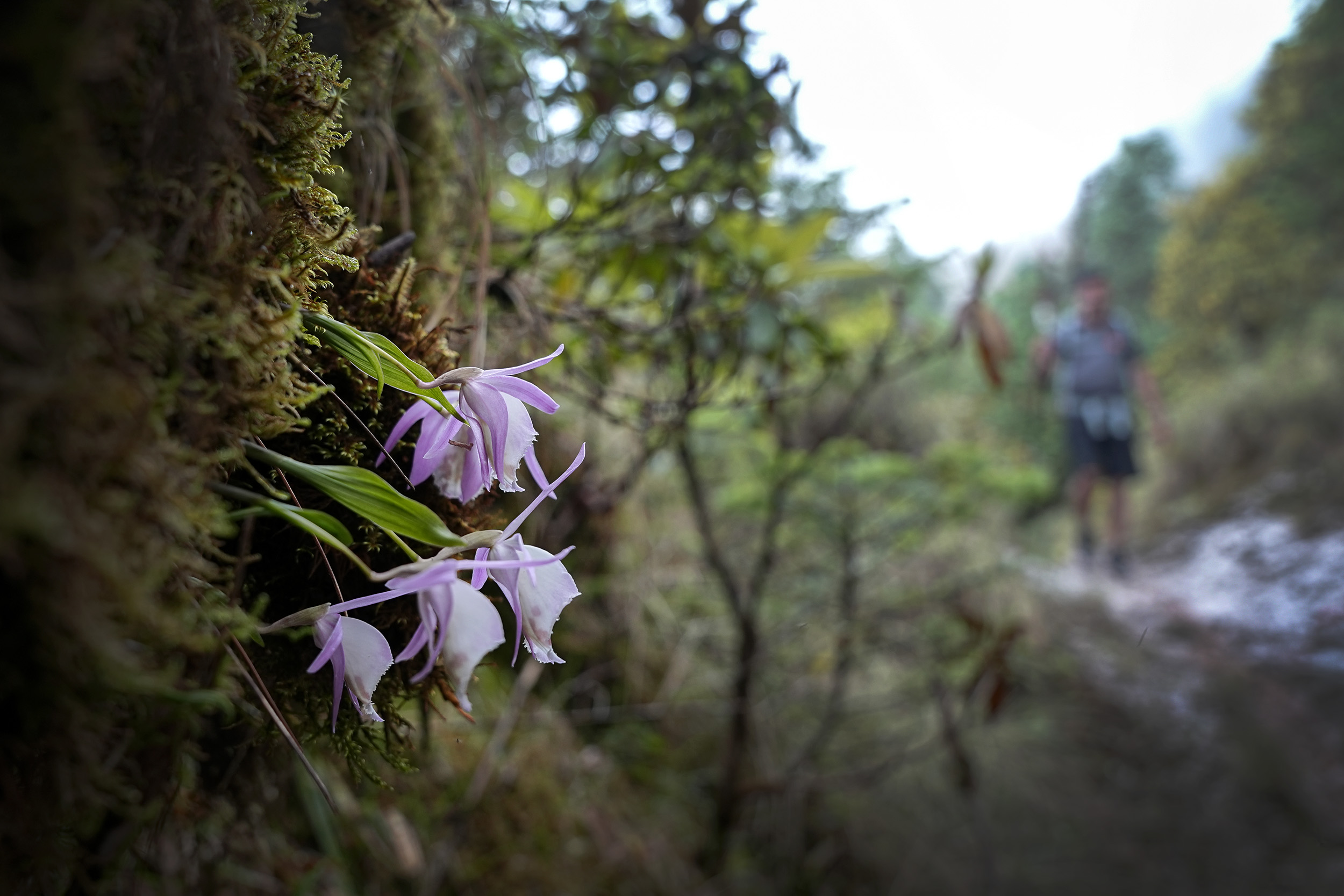 Ghopteghyang-to-Thorepati_Hiking_NPL-PCT_-(16)-1782537500.JPG