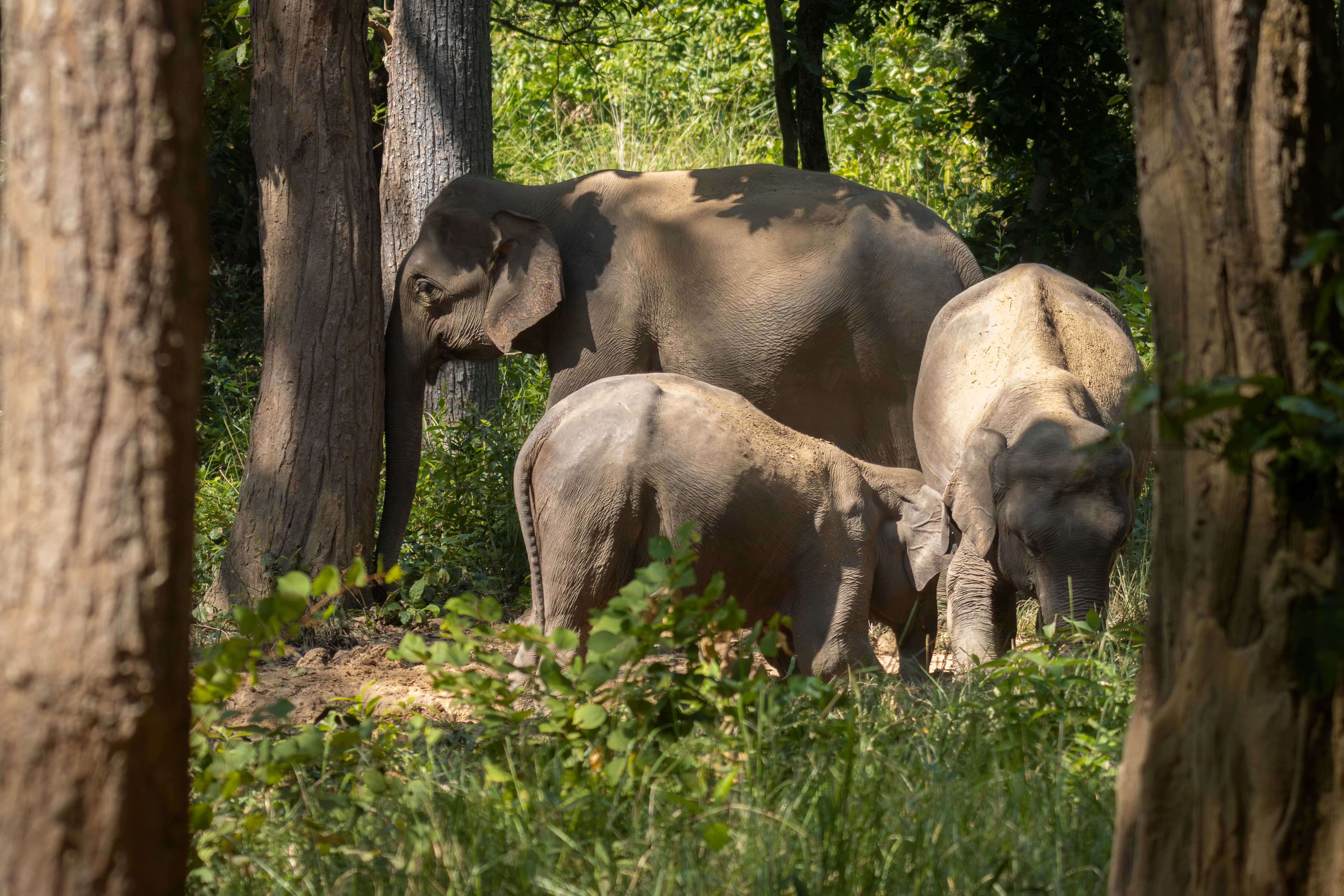Group-of-Elephant_Bardiya-National-Park_NPLElephant-Group_IMG_1221-Enhanced-NR-1763183310.jpg
