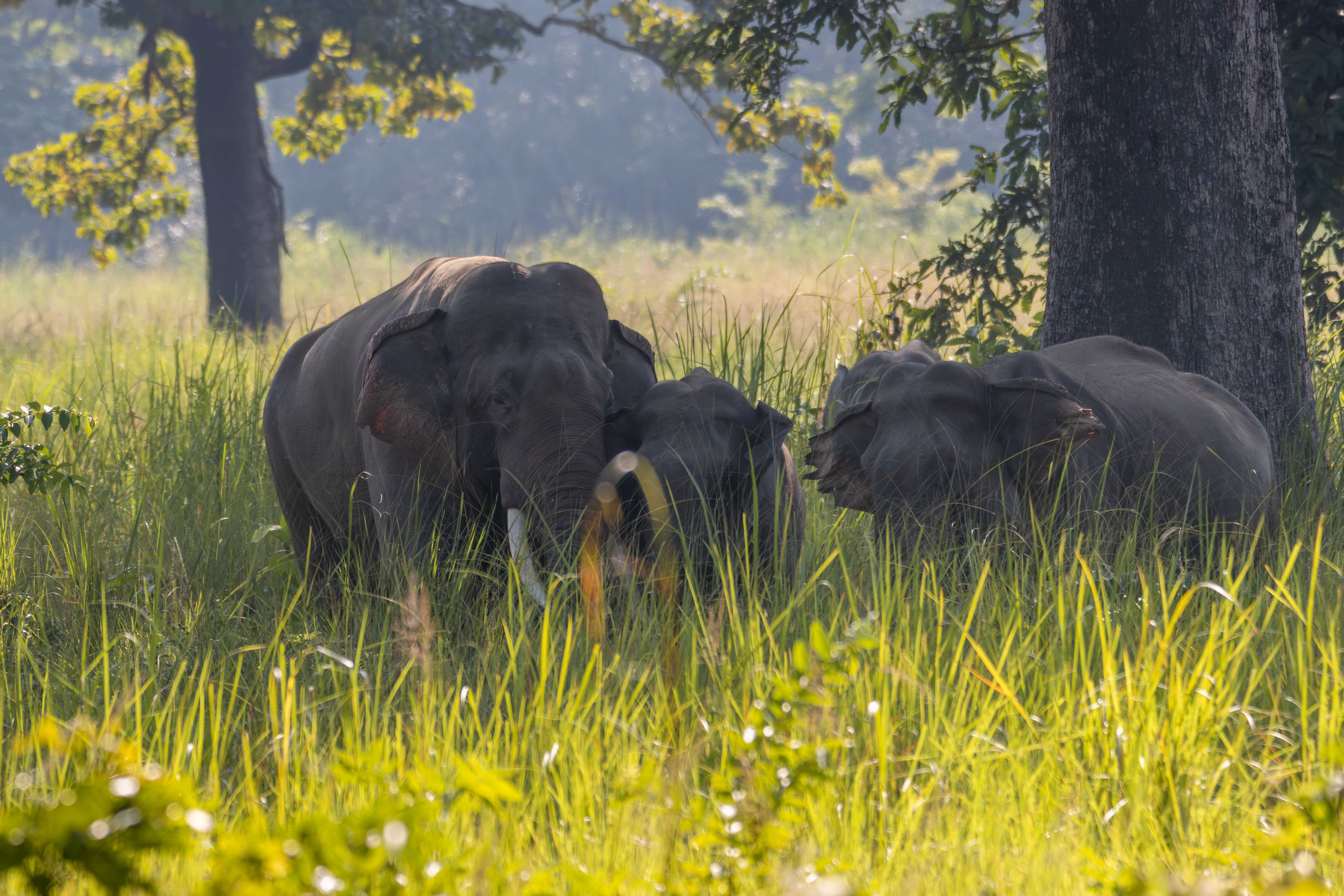 Group-of-Elephant_Bardiya-National-Park_NPLElephant-Group_IMG_1560-Enhanced-NR-copy-1763183310.jpg