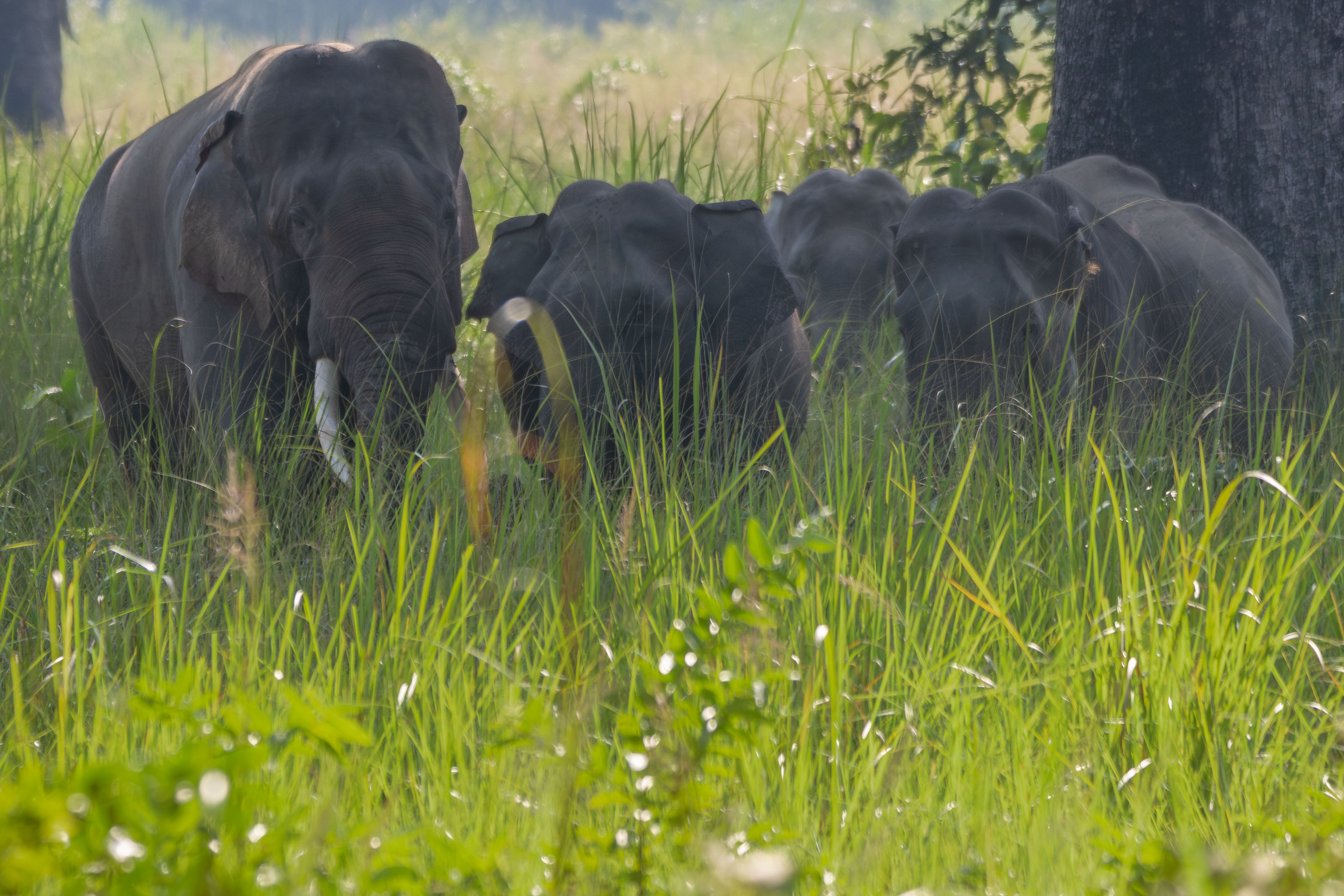 Group-of-Elephant_Bardiya-National-Park_NPLElephant-Group_IMG_1563-Enhanced-NR-1763183322.jpg