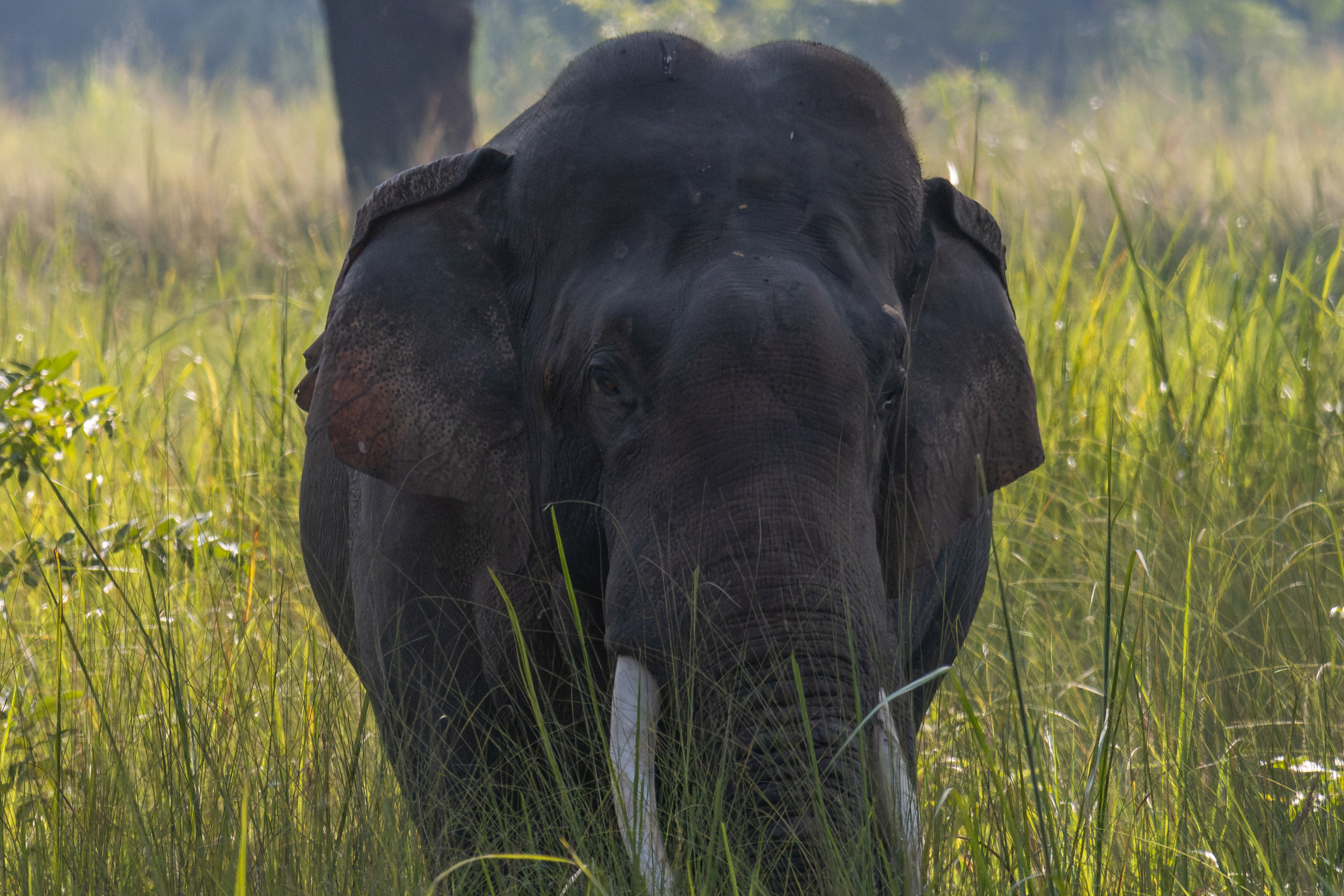 Group-of-Elephant_Bardiya-National-Park_NPLElephant-Group_IMG_1581-Enhanced-NR-1763183322.jpg