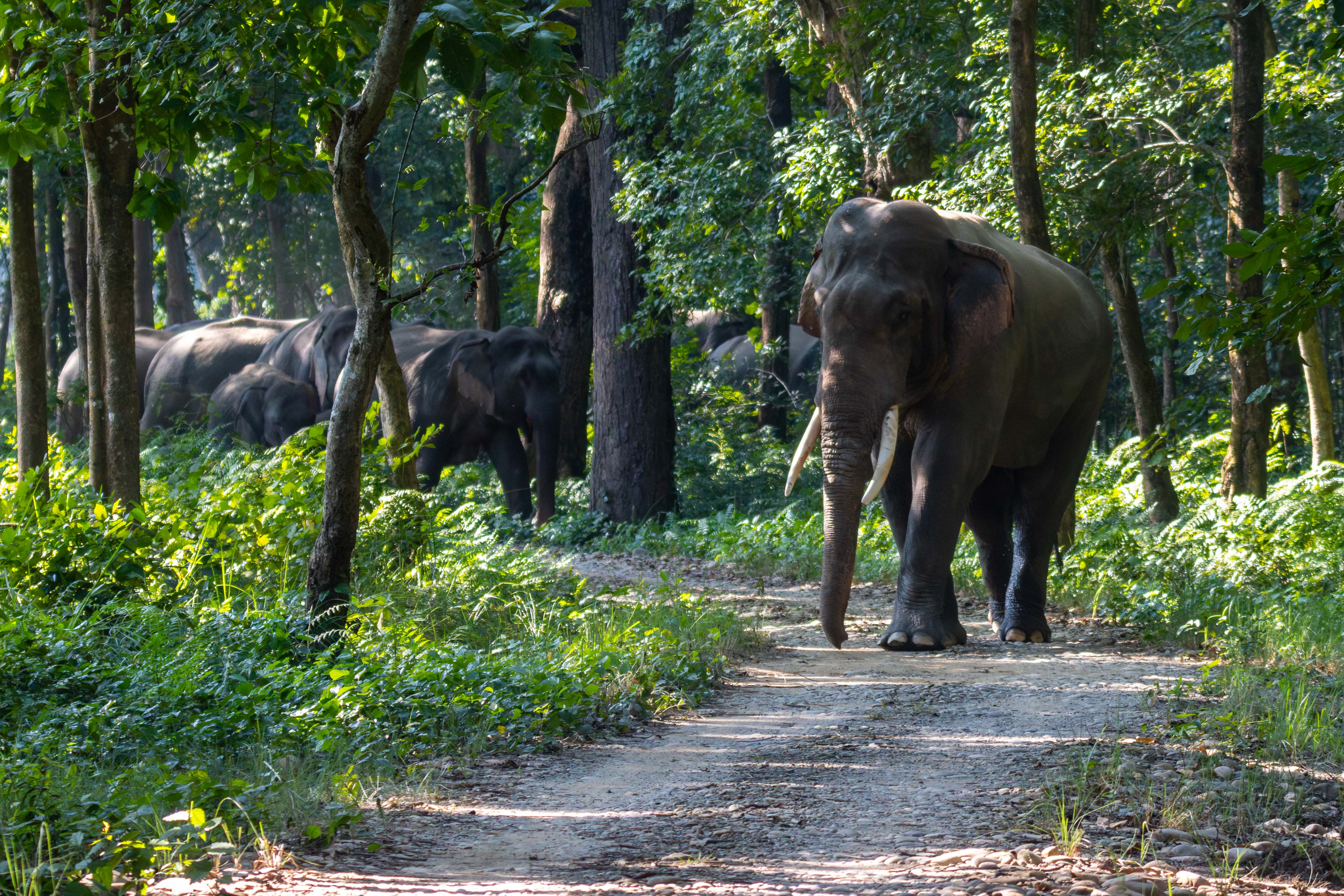 Group-of-Elephant_Bardiya-National-Park_NPLElephant-Group_IMG_1740-Enhanced-NR-1763183329.jpg