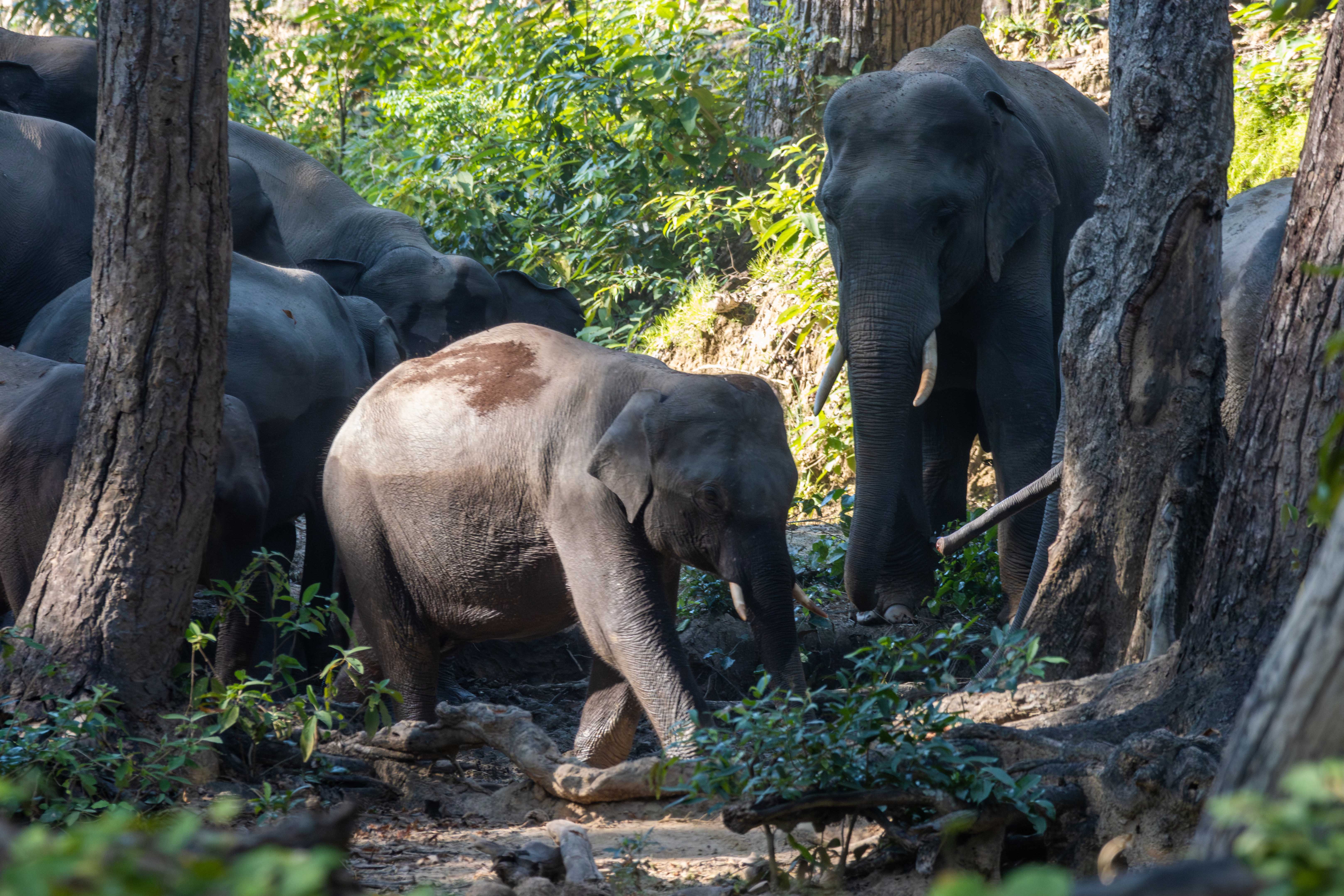 Group-of-Elephant_Bardiya-National-Park_NPLElephant-Group_IMG_1937-Enhanced-NR-1763183333.jpg
