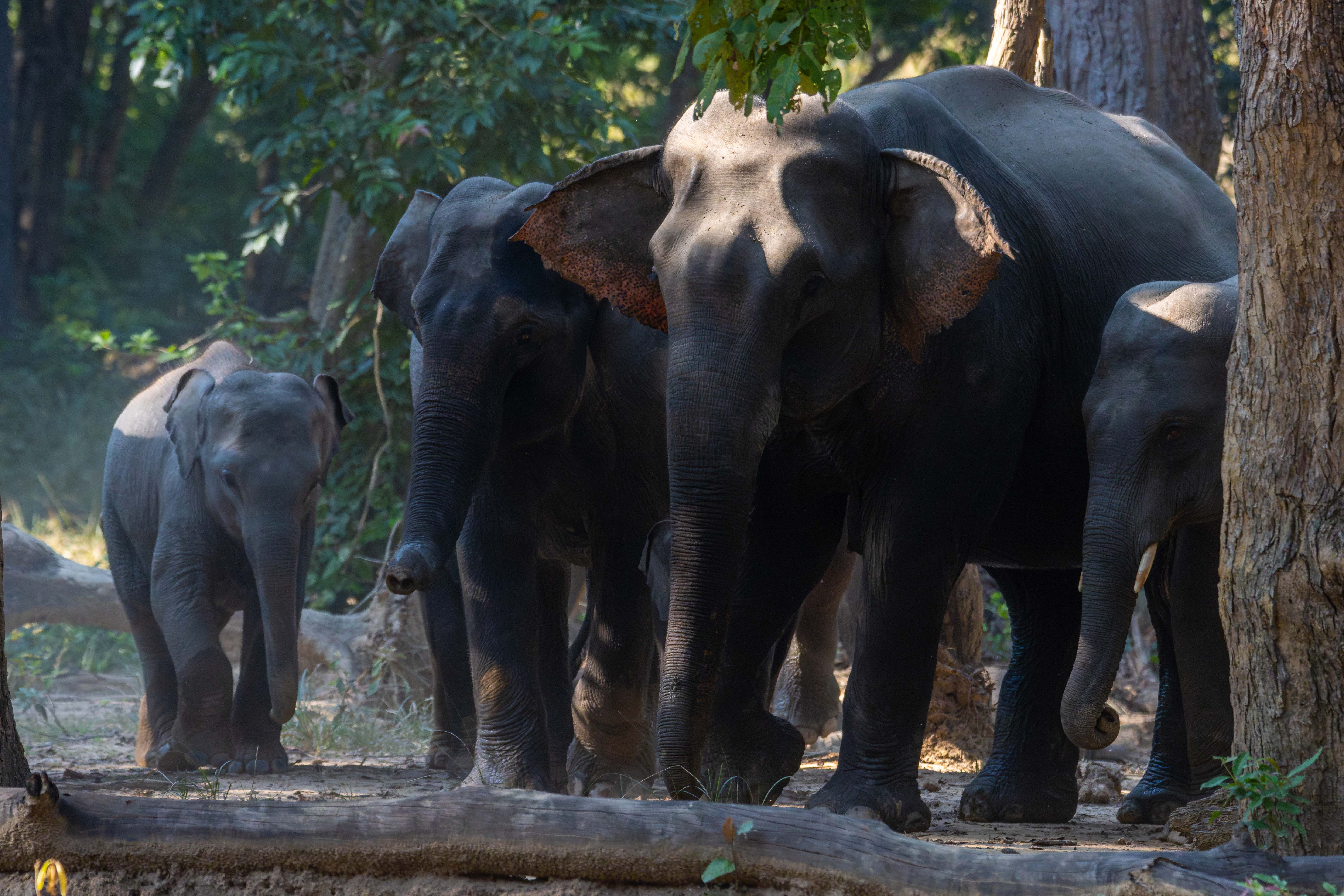 Group-of-Elephant_Bardiya-National-Park_NPLElephant-Group_IMG_2051-Enhanced-NR-1763183339.jpg