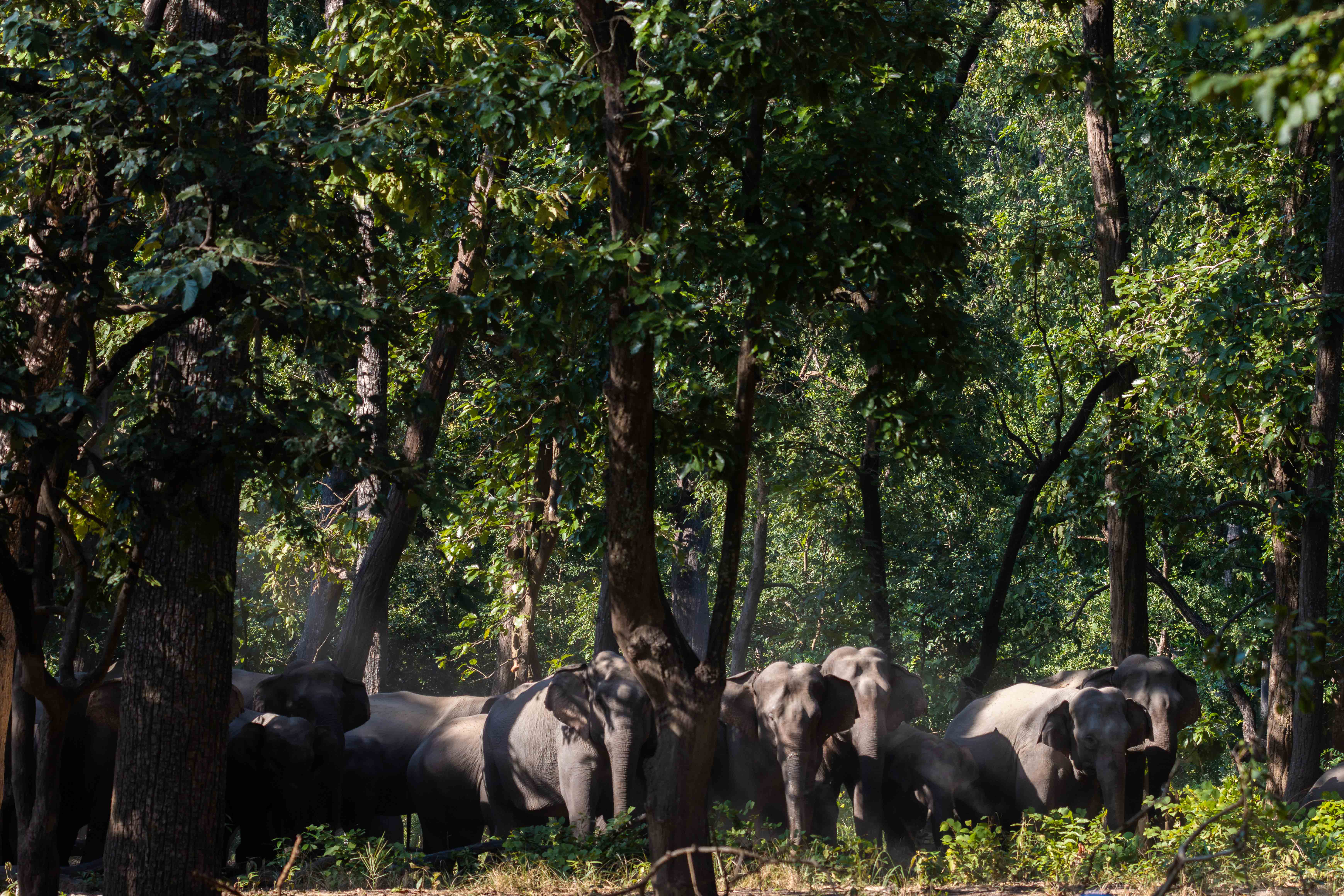 Group-of-Elephant_Bardiya-National-Park_NPLElephant-Group_IMG_2099-Enhanced-NR-1763183346.jpg