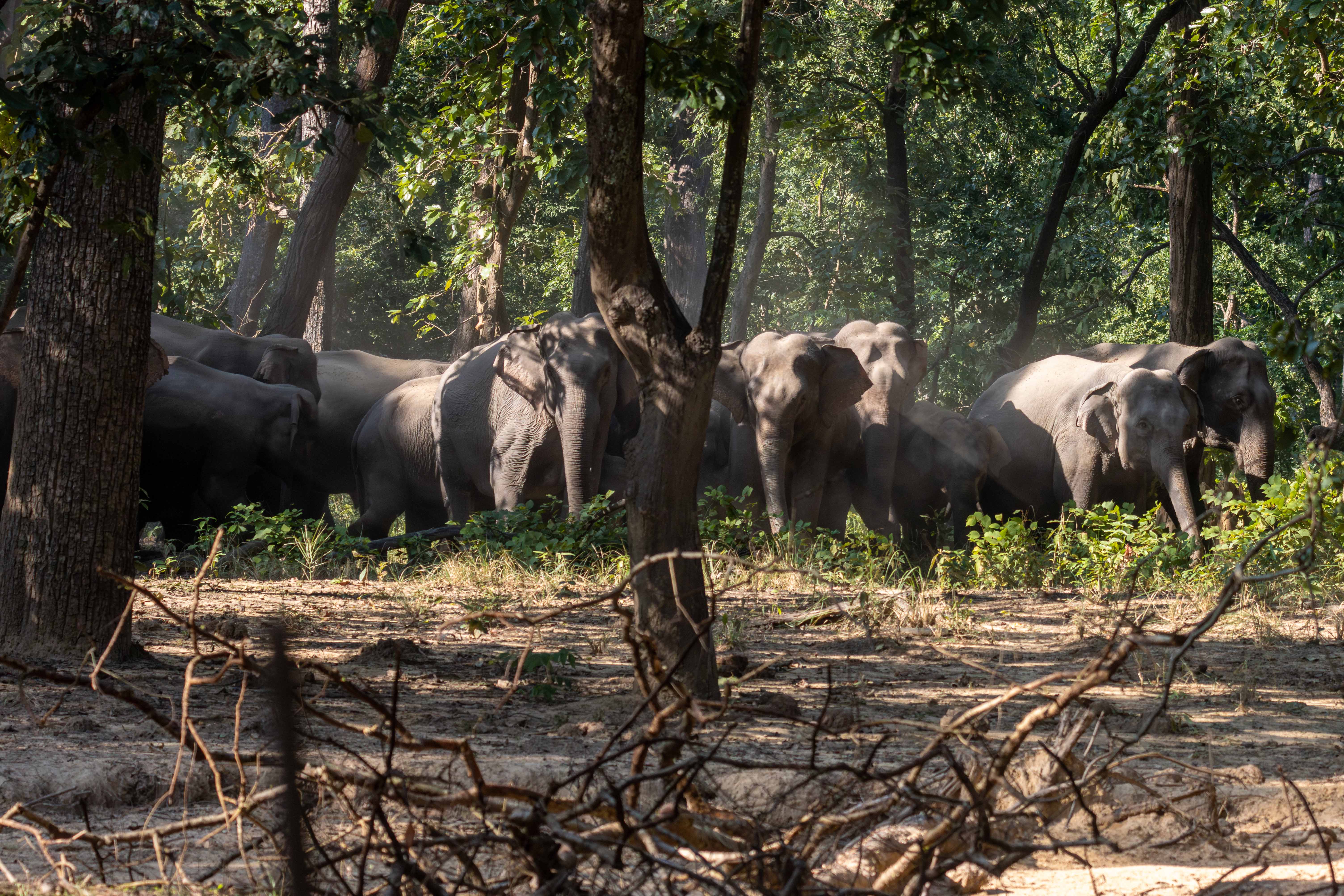 Group-of-Elephant_Bardiya-National-Park_NPLElephant-Group_IMG_2105-Enhanced-NR-1763183346.jpg