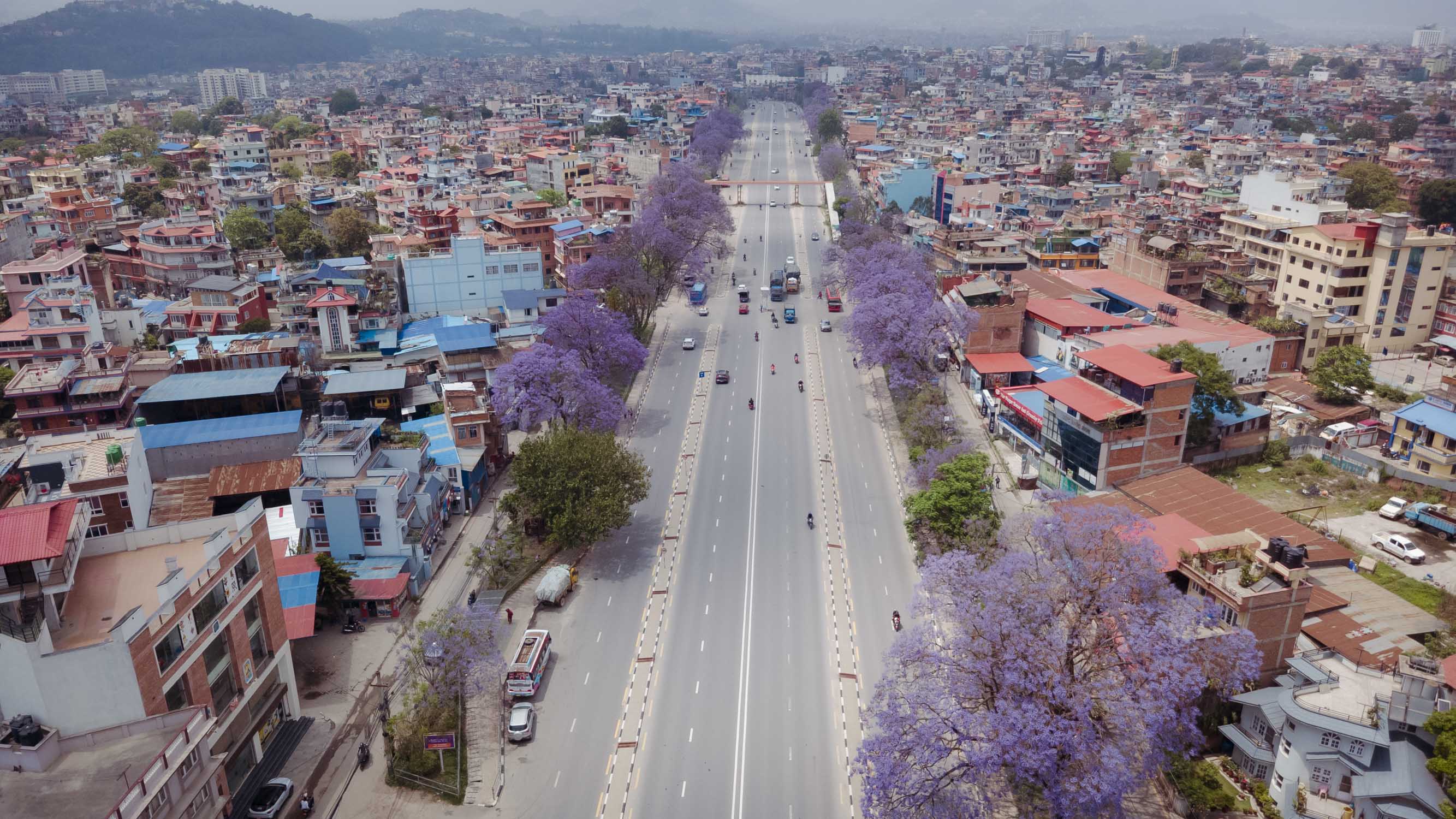 Jacaranda-blossoms_Nepal-Photo-Library1-1777532381.jpg