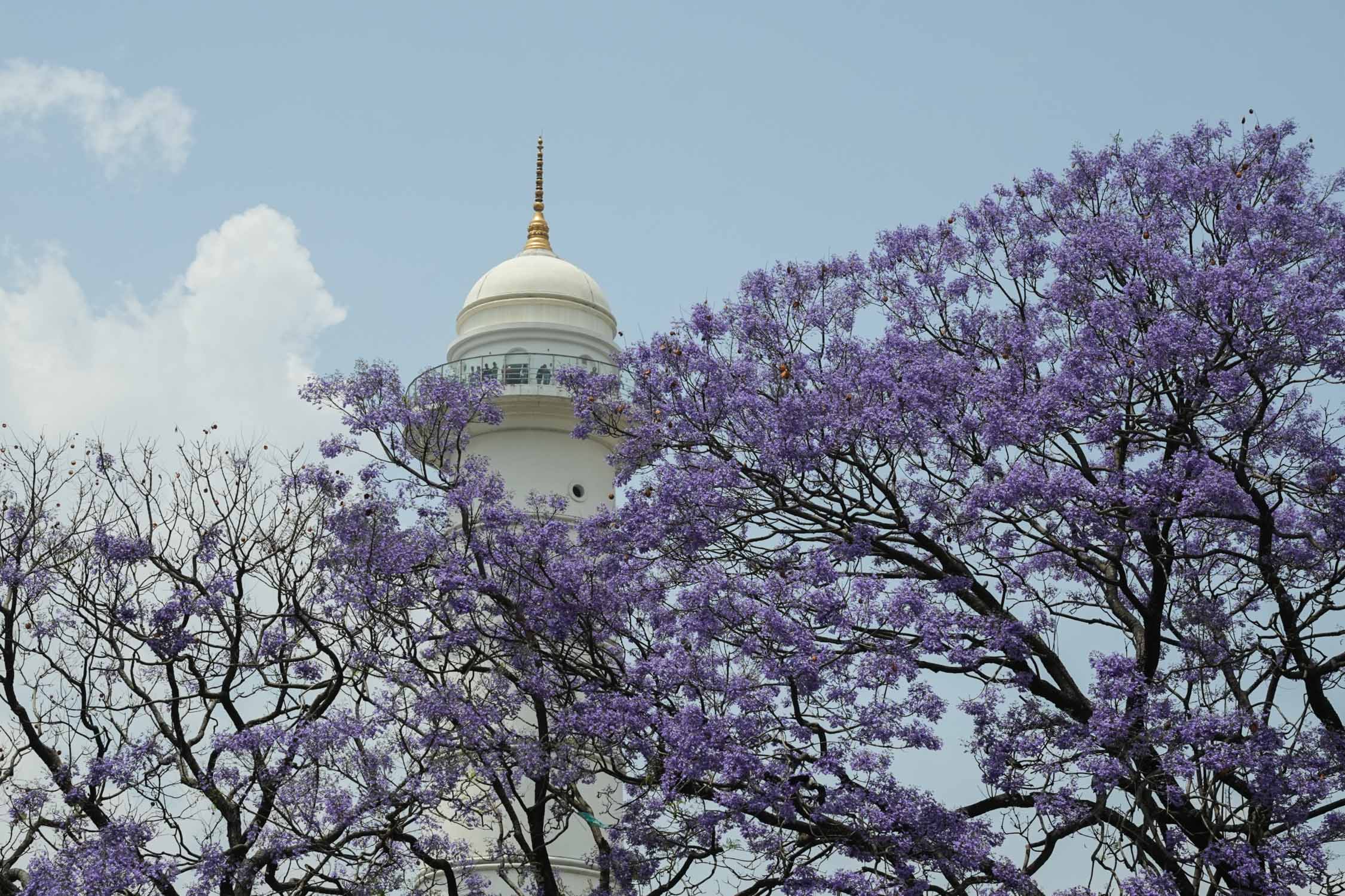 Jacaranda-blossoms_Nepal-Photo-Library10-1777532382.jpg