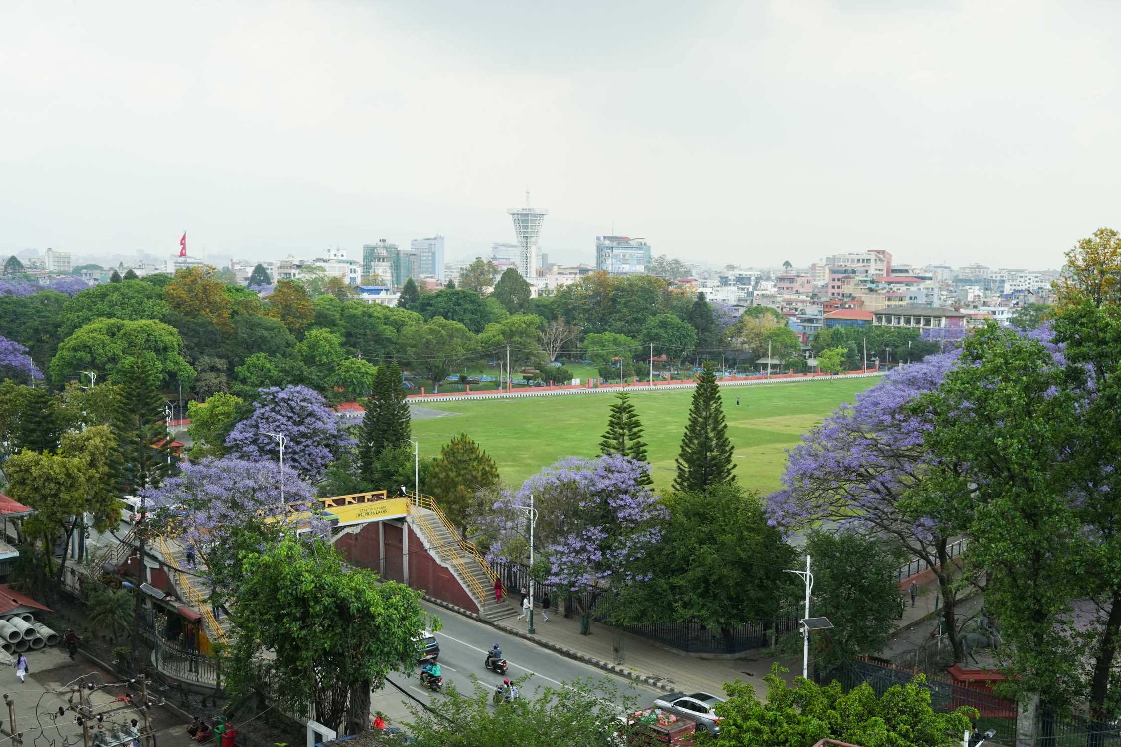 Jacaranda-blossoms_Nepal-Photo-Library11-1777532383.jpg