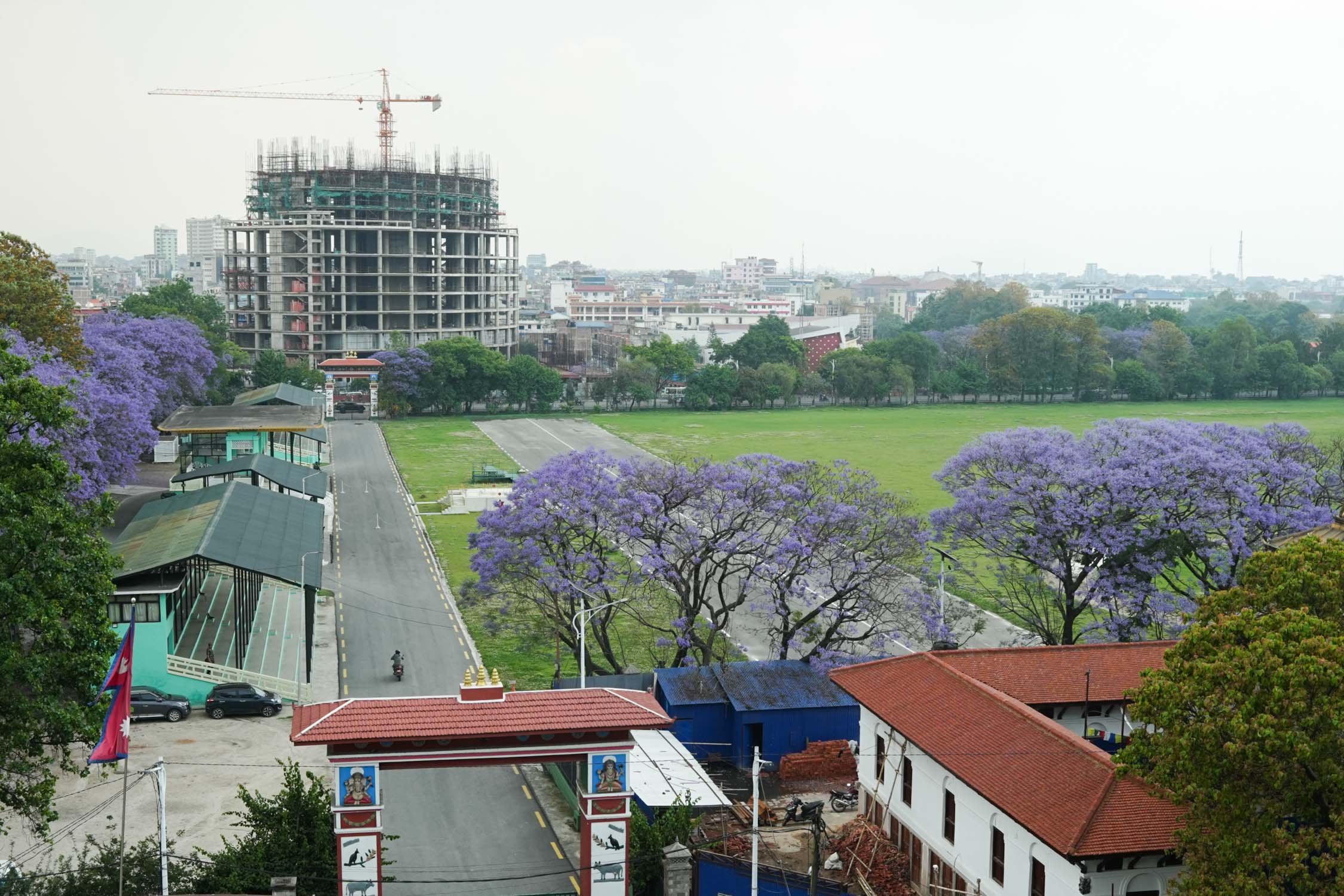 Jacaranda-blossoms_Nepal-Photo-Library13-1777532386.jpg
