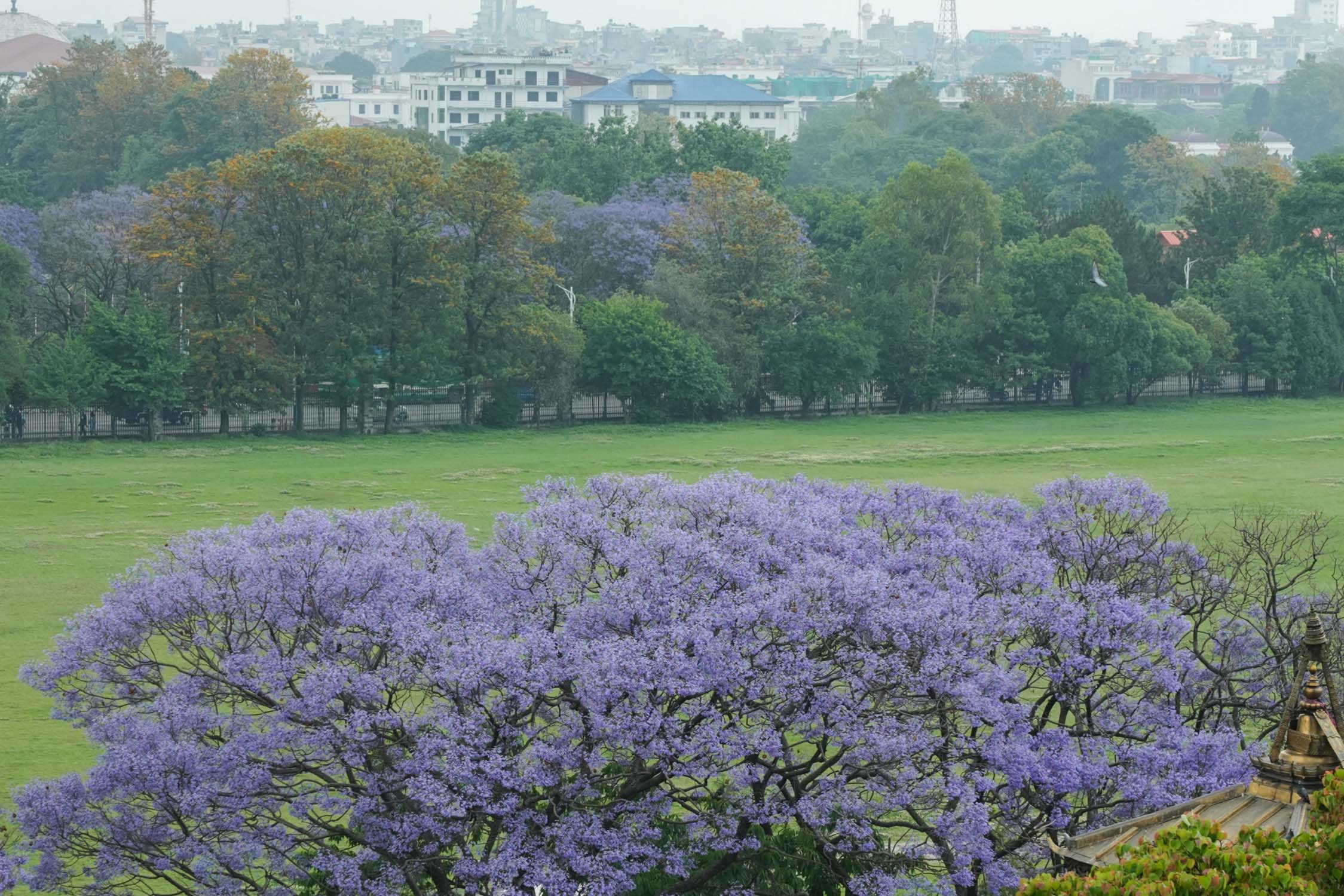 Jacaranda-blossoms_Nepal-Photo-Library14-1777532385.jpg