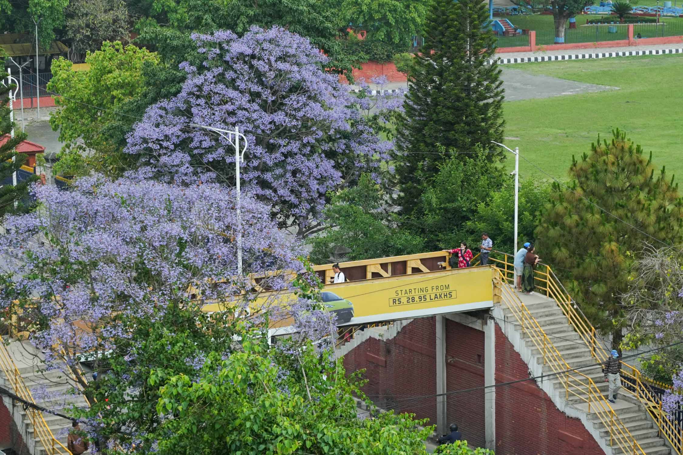 Jacaranda-blossoms_Nepal-Photo-Library17-1777532384.jpg