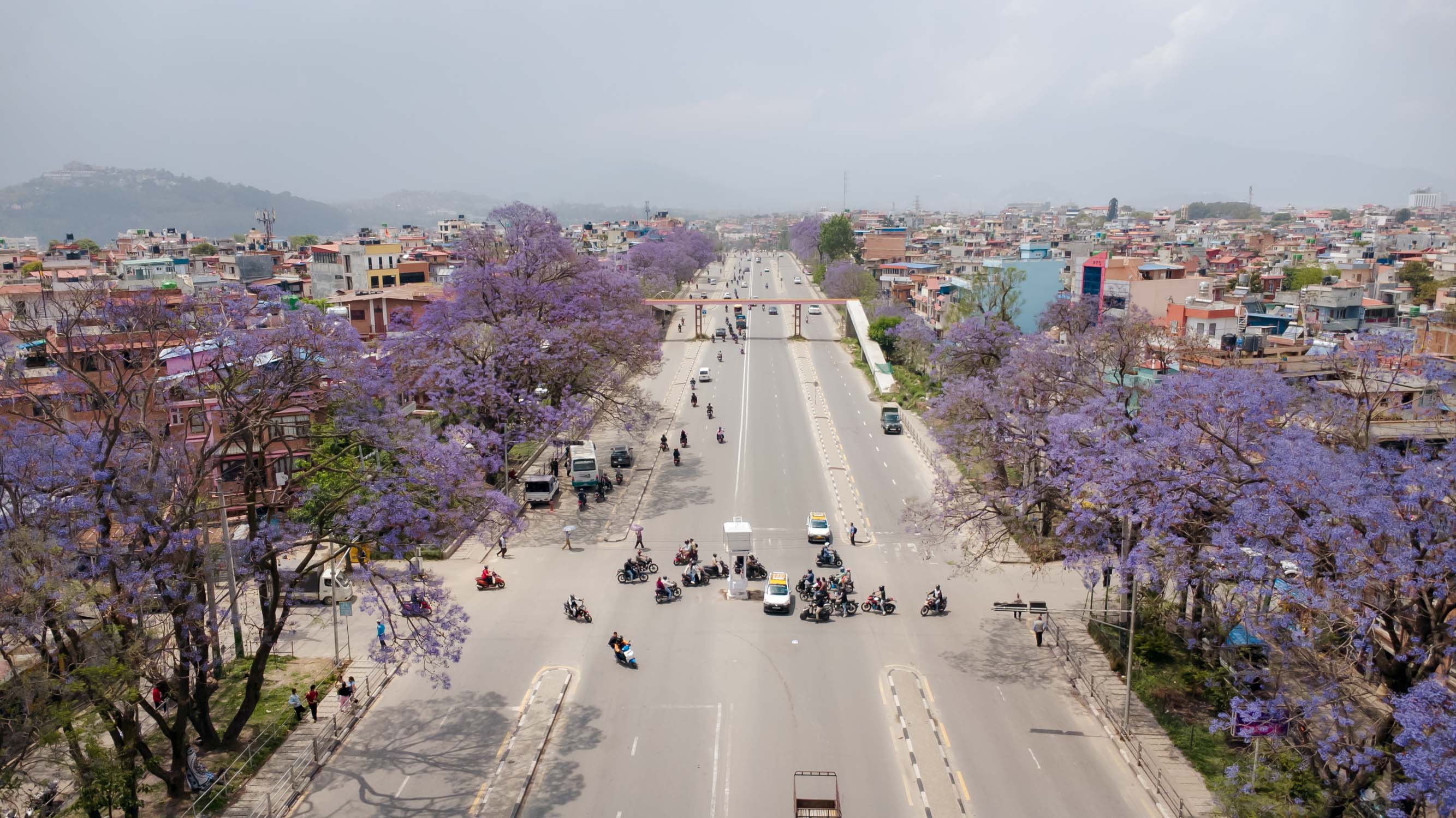Jacaranda-blossoms_Nepal-Photo-Library7-1777532383.jpg