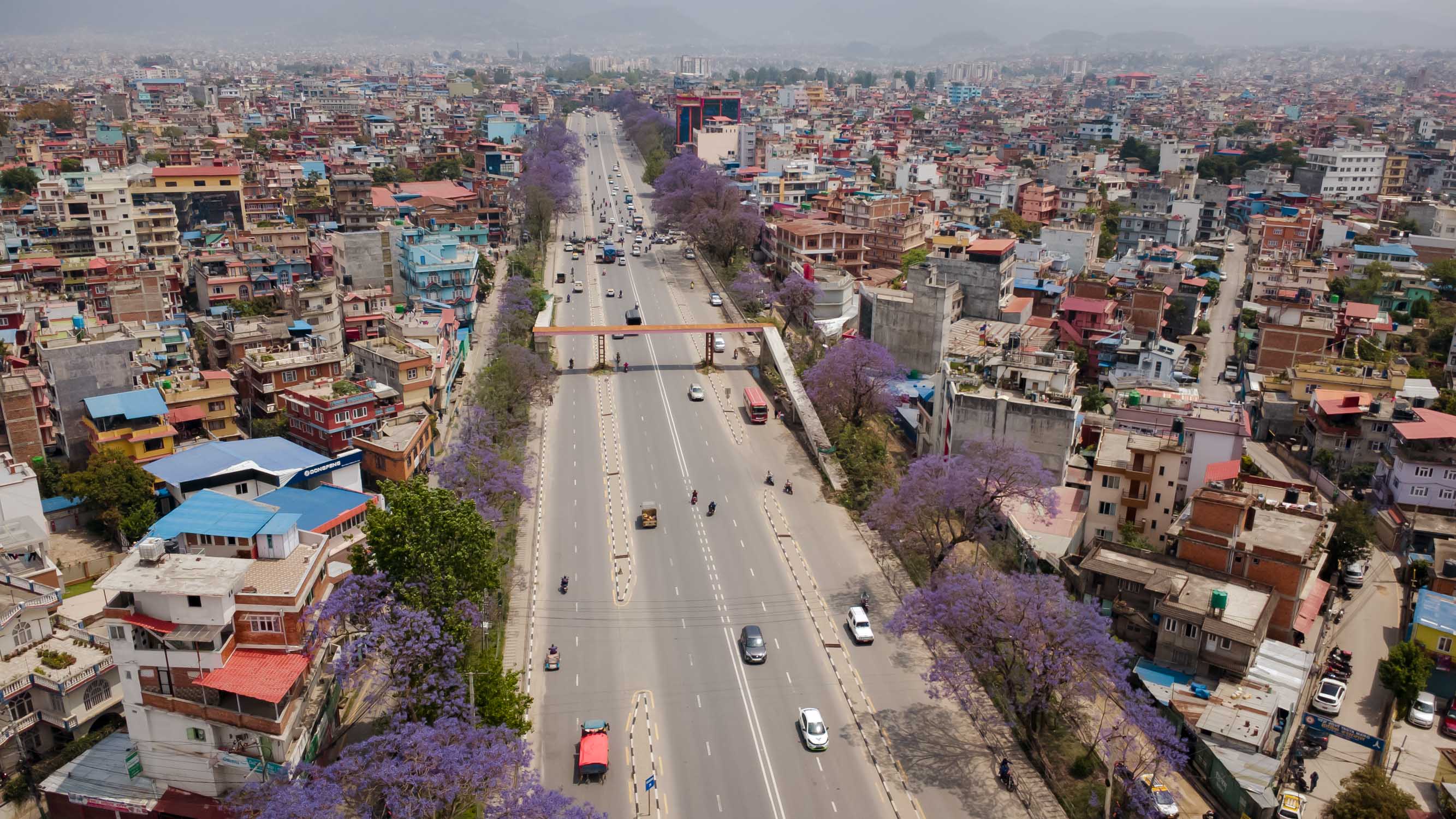 Jacaranda-blossoms_Nepal-Photo-Library9-1777532382.jpg