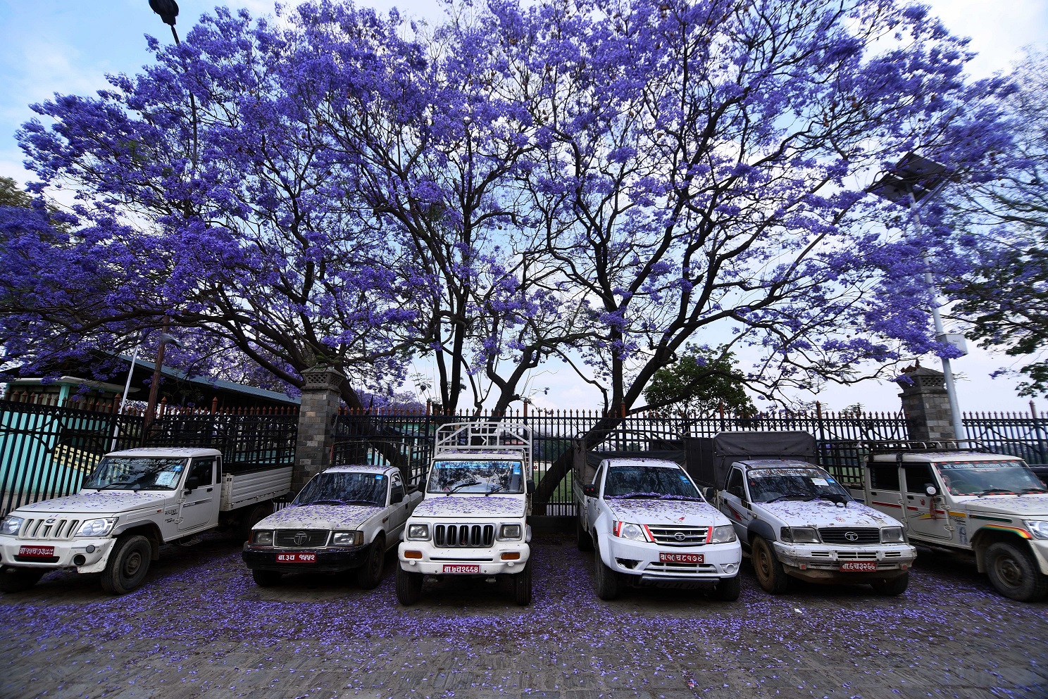 Jacaranda1682661831.jpg