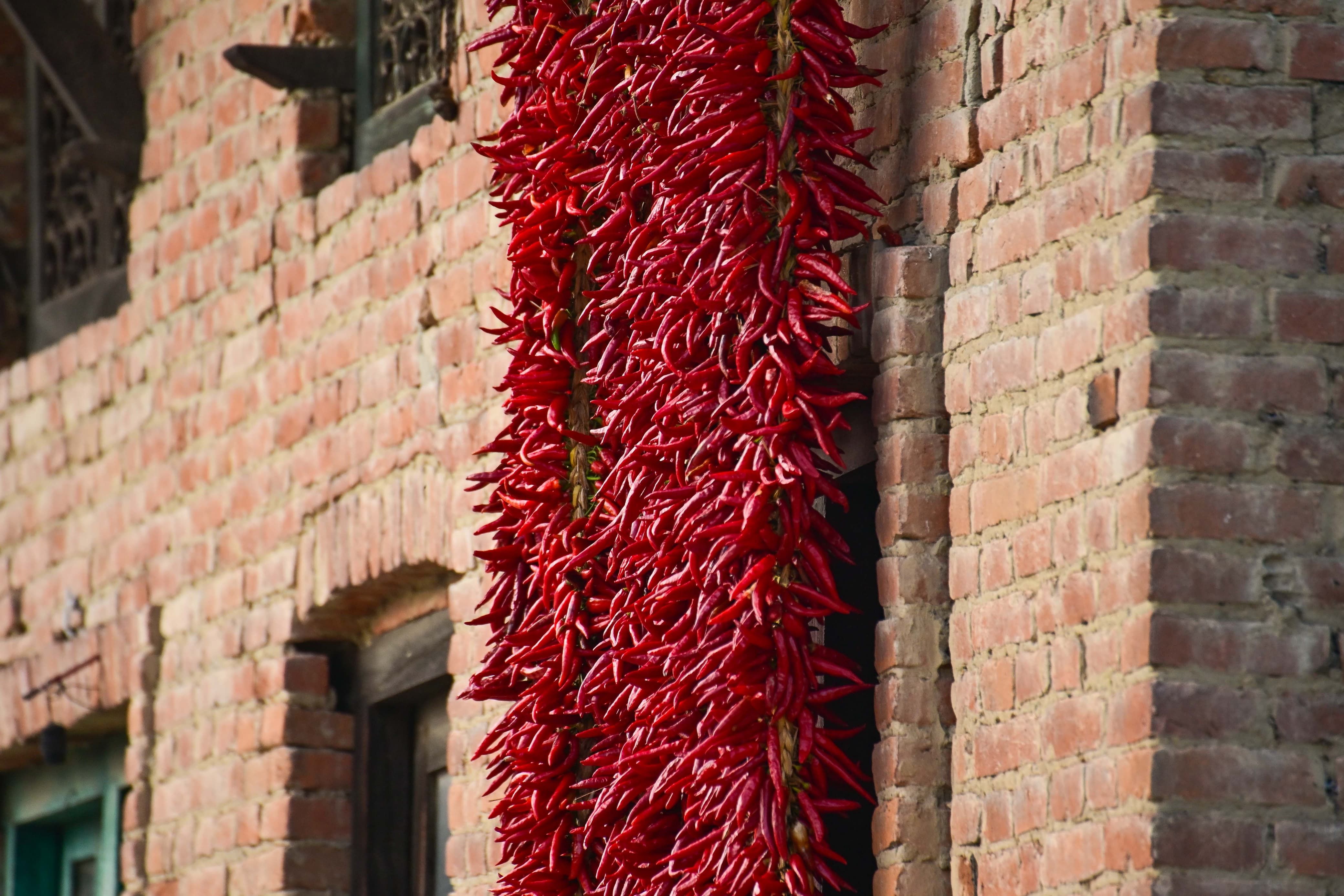 Khokana-Red-chilli_NPL-(25)-1754544107.jpeg