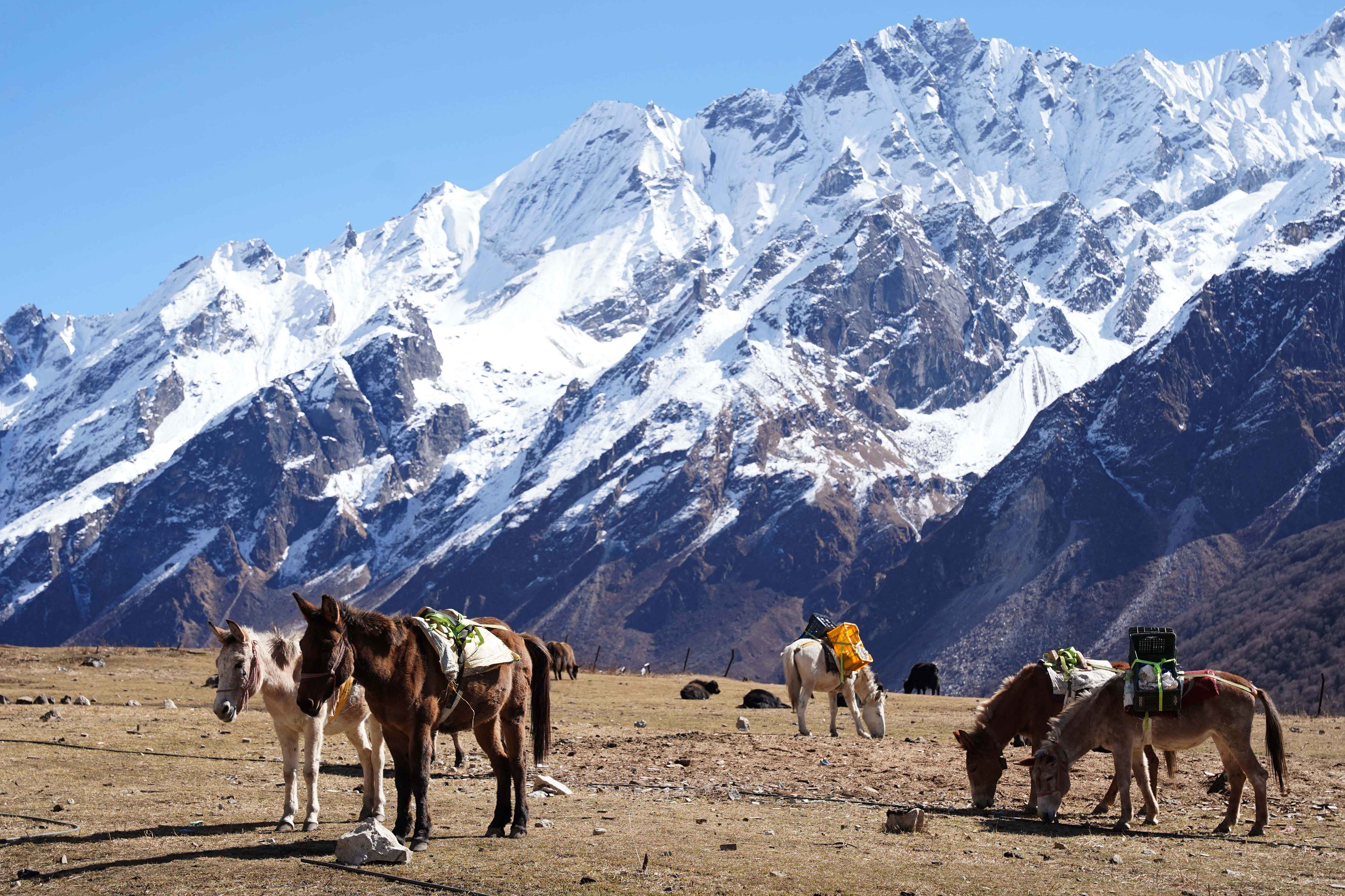 Langtang_Valley_DSC04857-1764393576.jpg