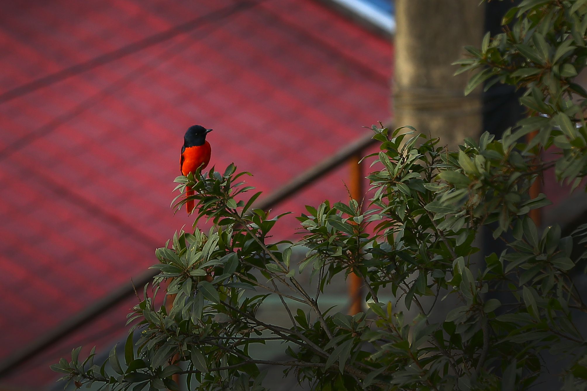 Long-tailed-minivet_NPL_PCT-(1)-1767593934.JPG