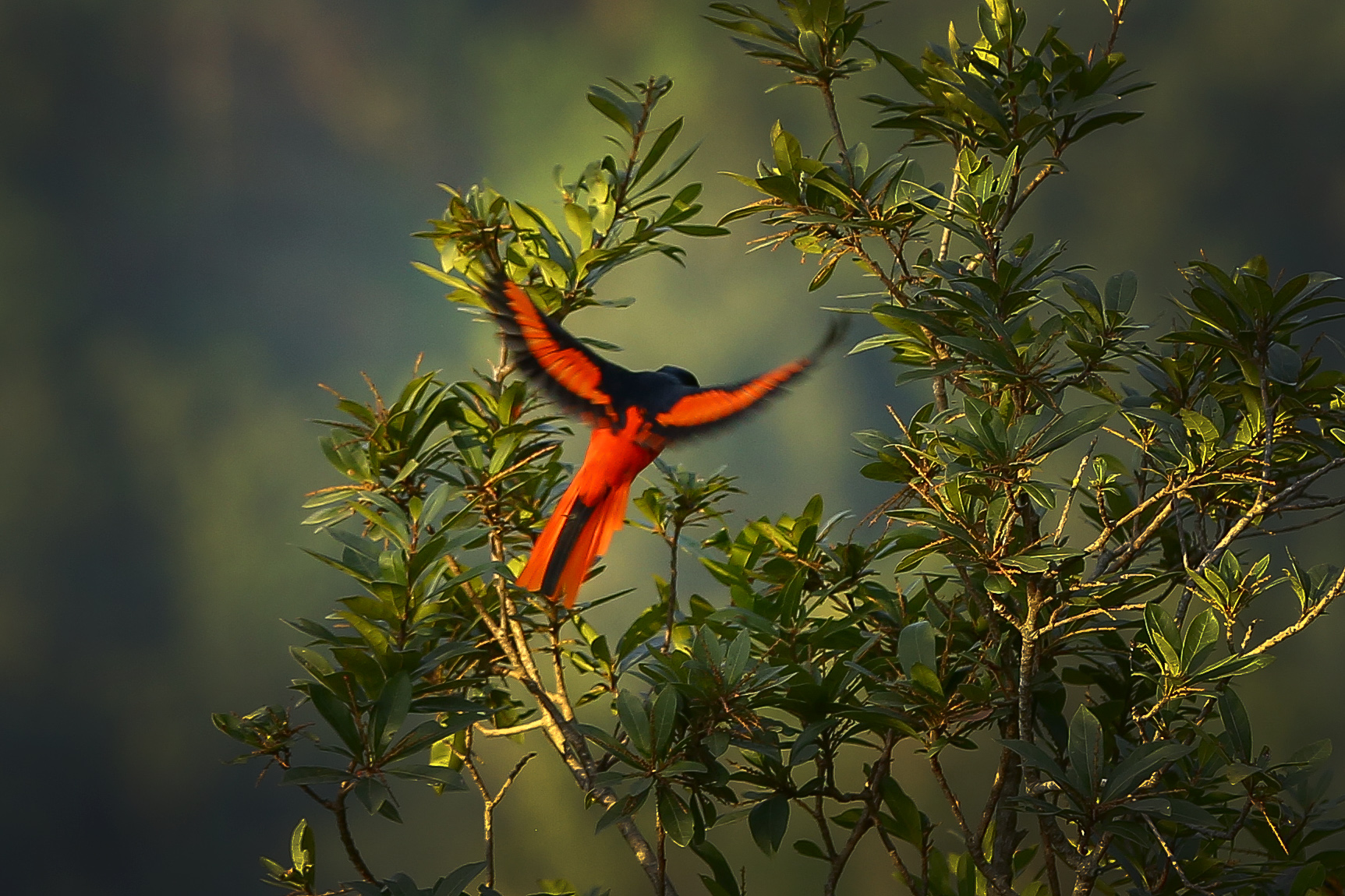 Long-tailed-minivet_NPL_PCT-(2)-1767593934.JPG