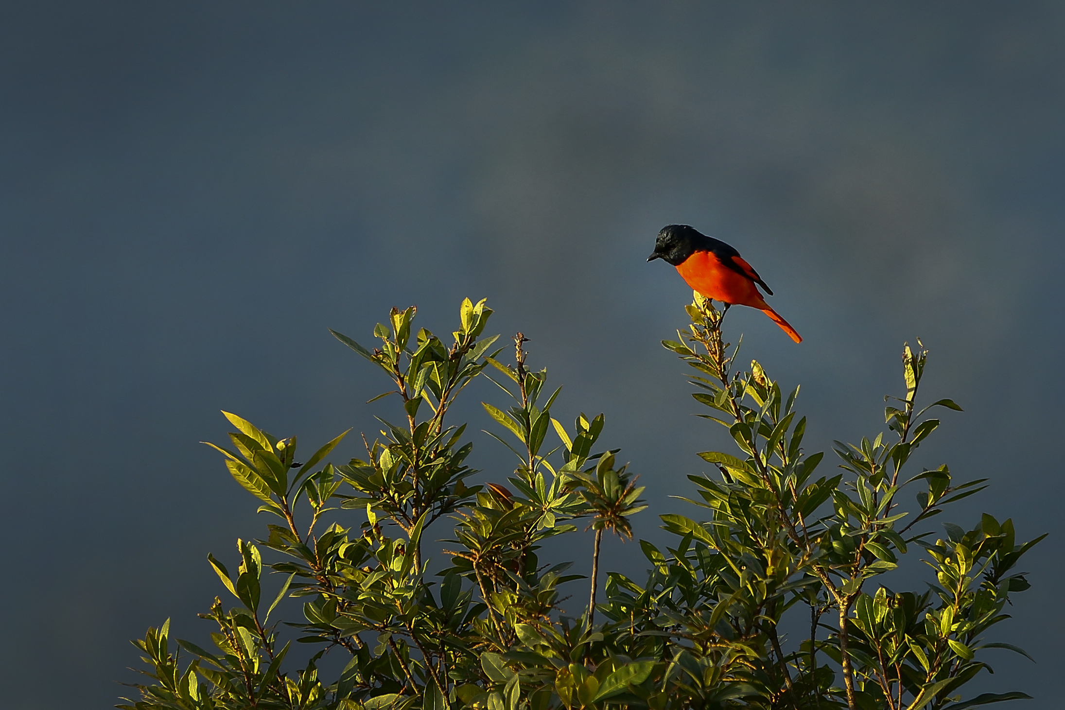 Long-tailed-minivet_NPL_PCT-(4)-1767593936.JPG