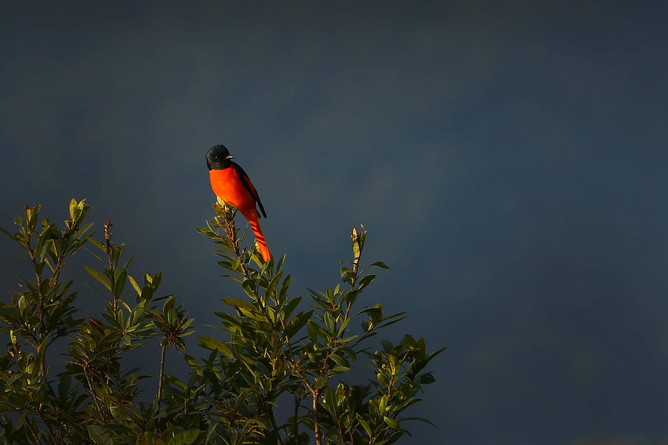 Long-tailed-minivet_NPL_PCT-(5)-1767593938.JPG