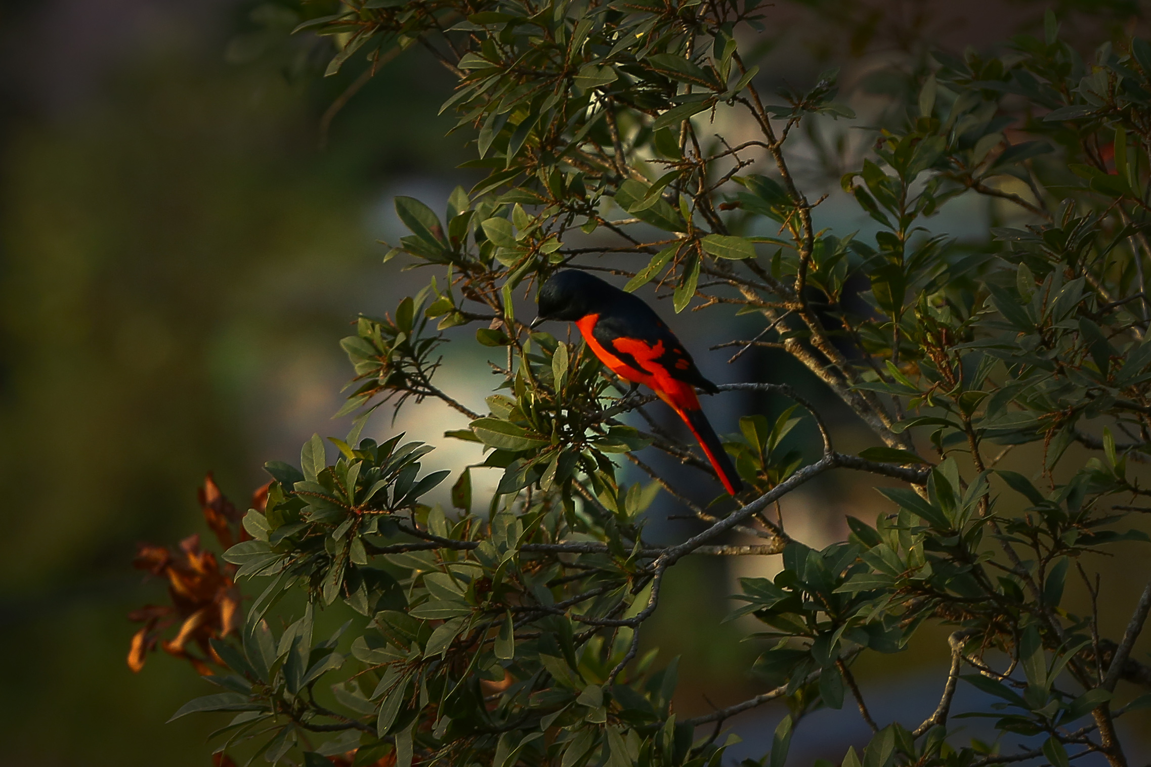 Long-tailed-minivet_NPL_PCT-(6)-1767593938.JPG
