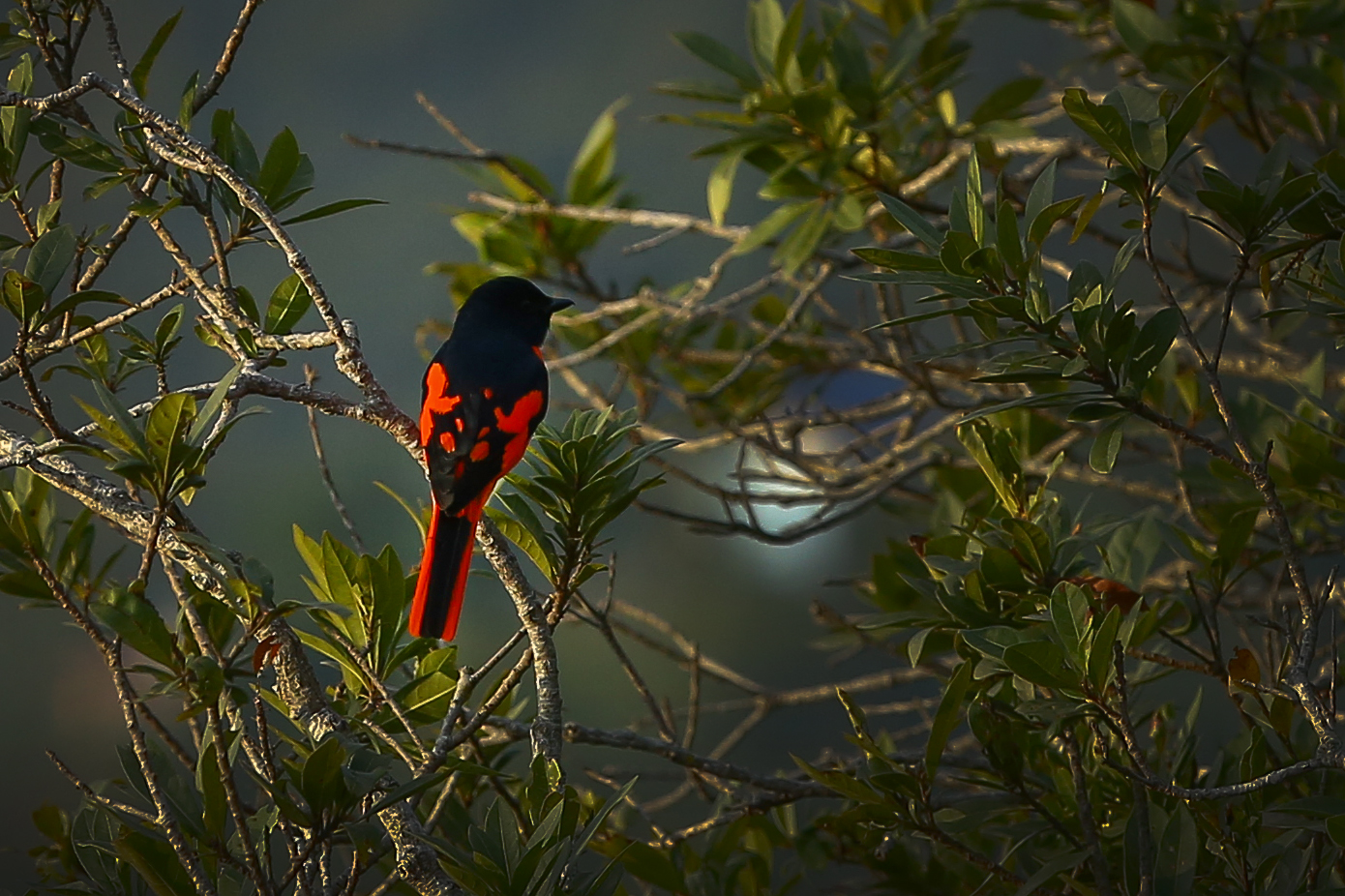 Long-tailed-minivet_NPL_PCT-(7)-1767593940.JPG