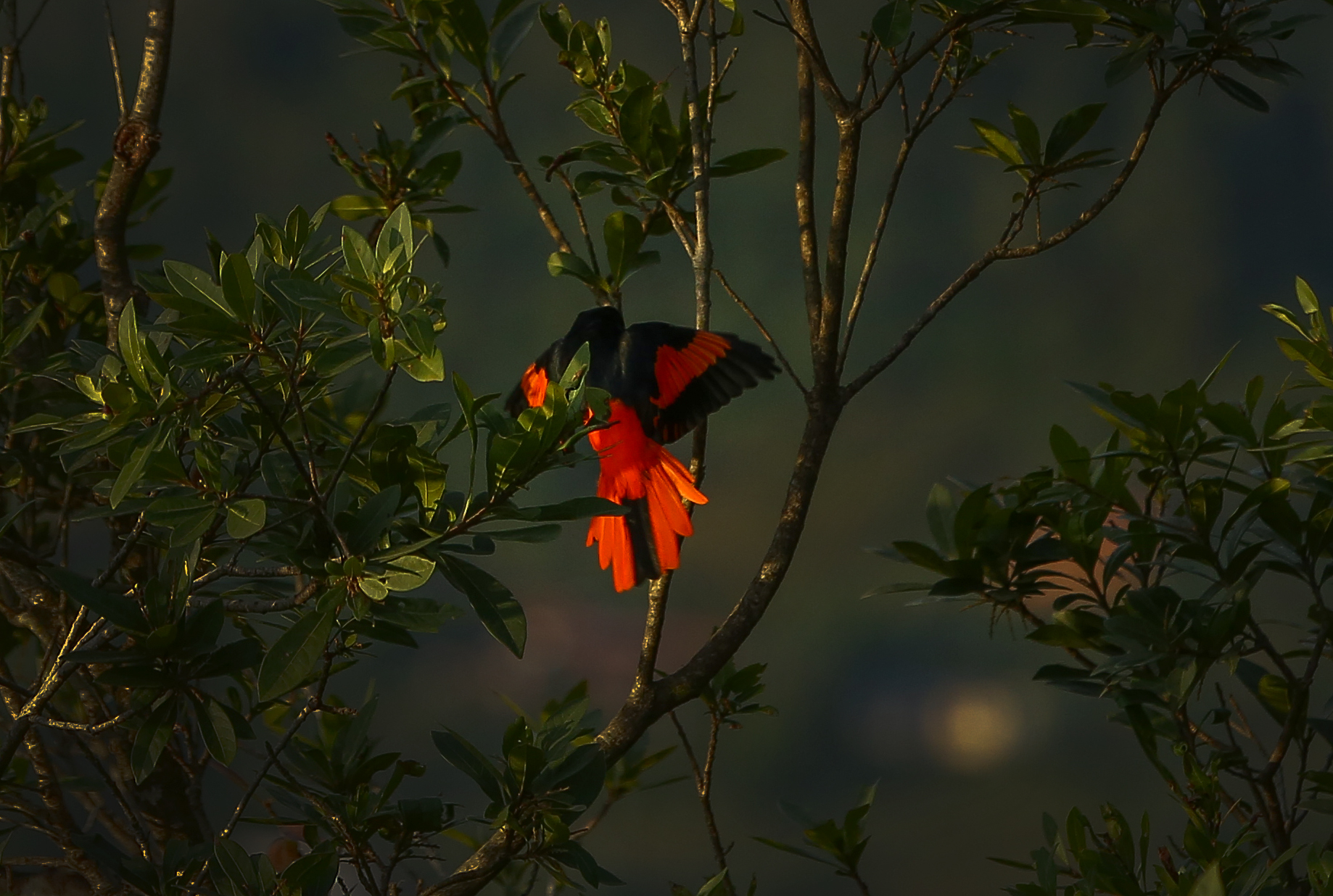 Long-tailed-minivet_NPL_PCT-(8)-1767593941.JPG