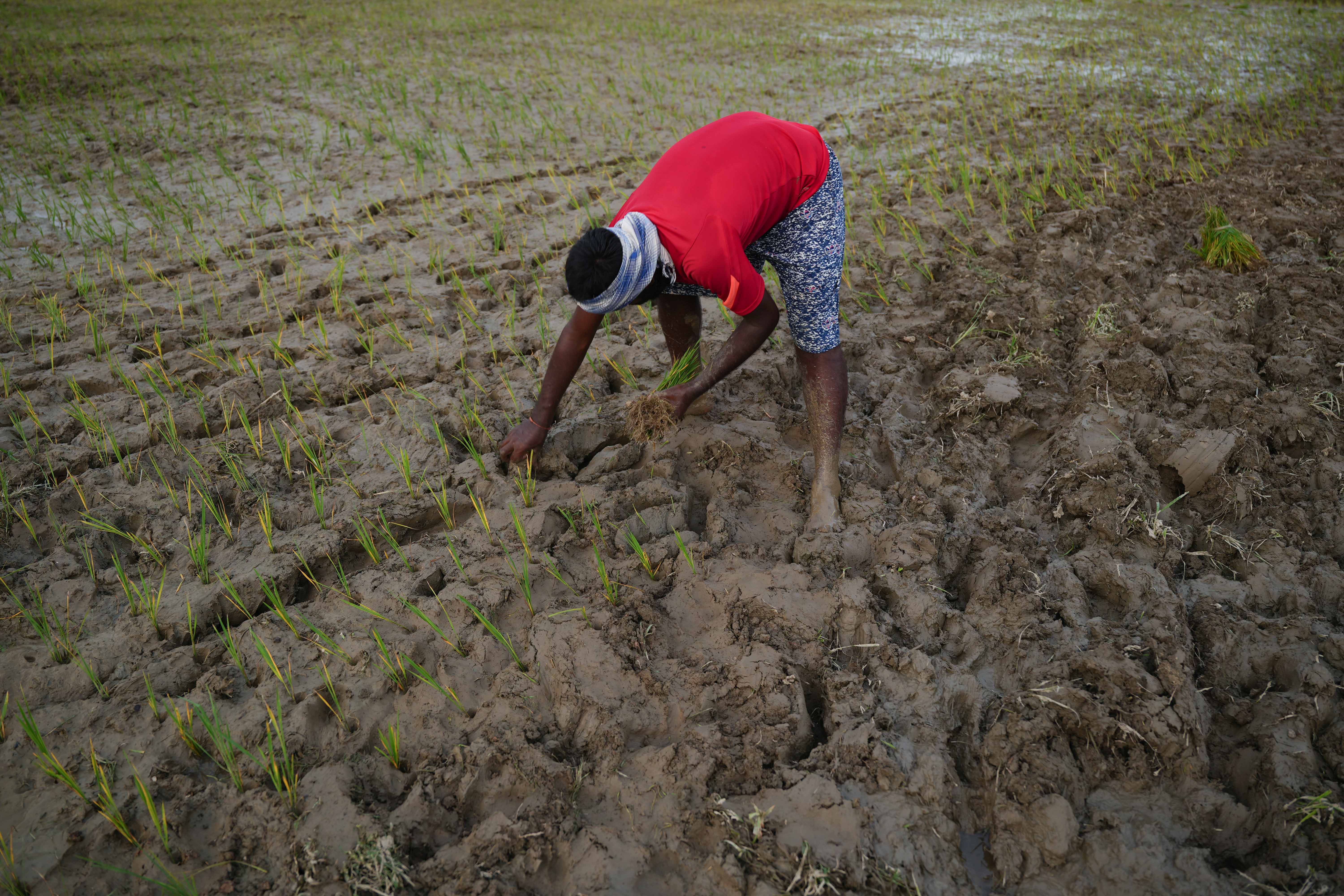 Madhesh-Pradesh_-(11)-1753419928.jpg