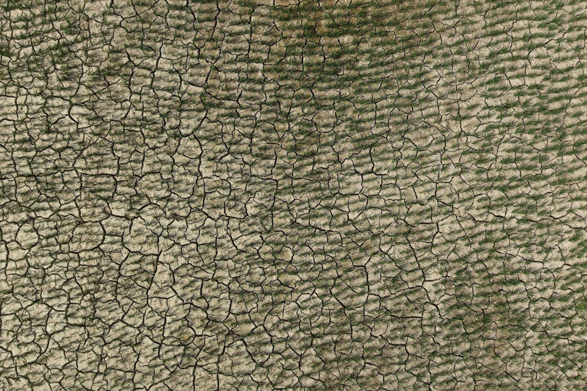 Mahotari_Matihani-Gaun_BS_1235-1753506326.jpg