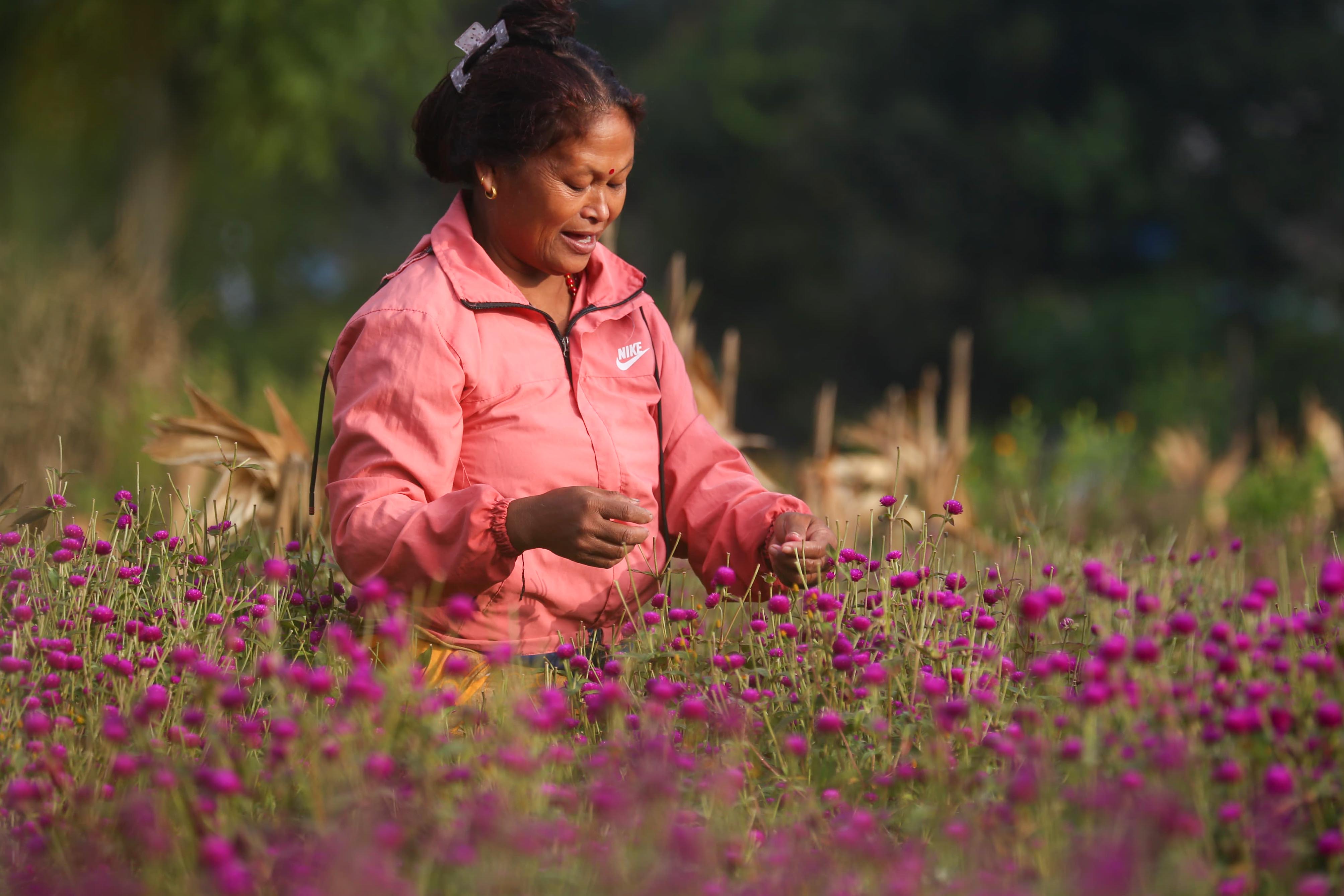 Makhamali-flower_Gundu_-Bhaktapur_-(10)-1759985917.jpg