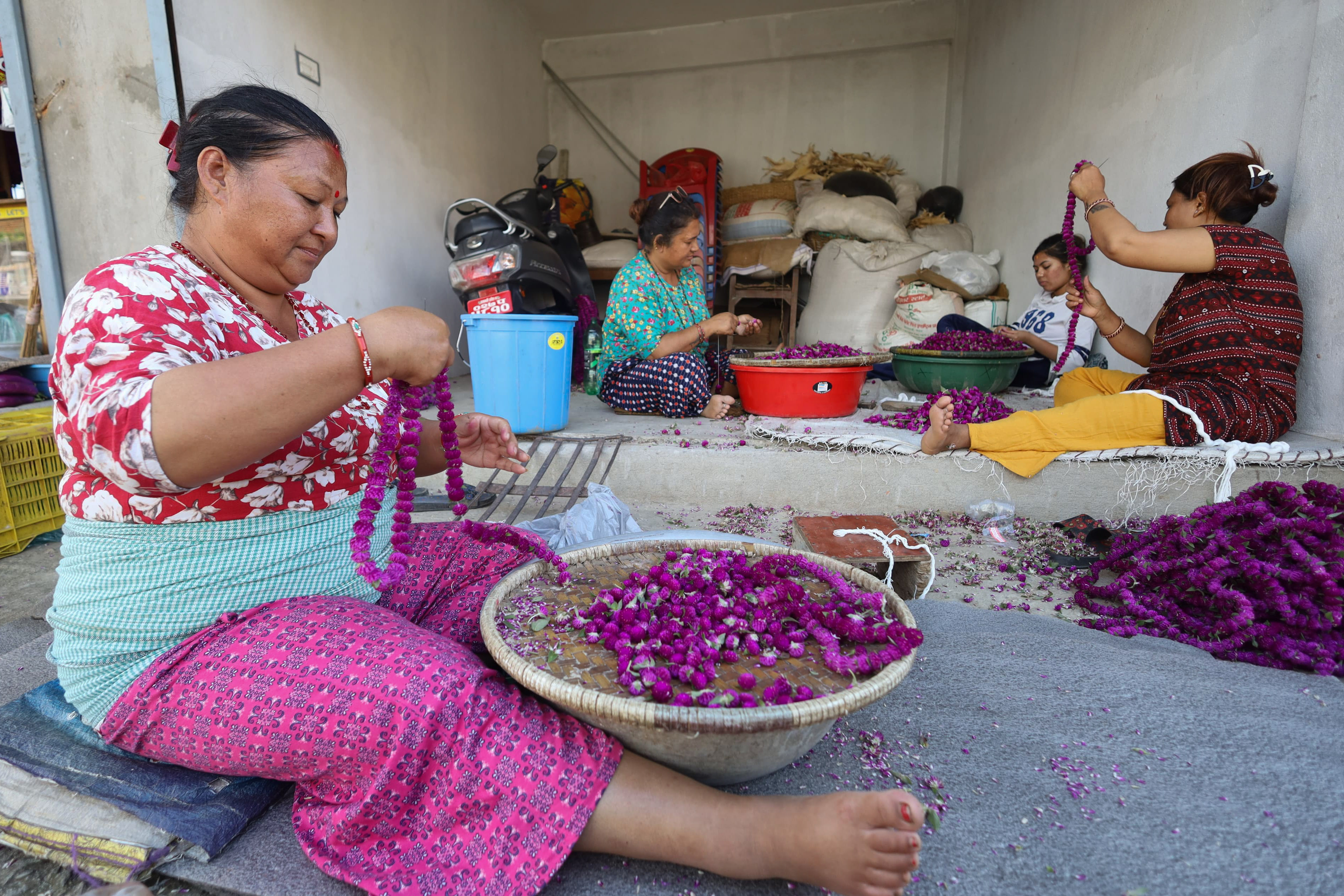 Makhamali-flower_Gundu_-Bhaktapur_-(11)-1759985919.jpg