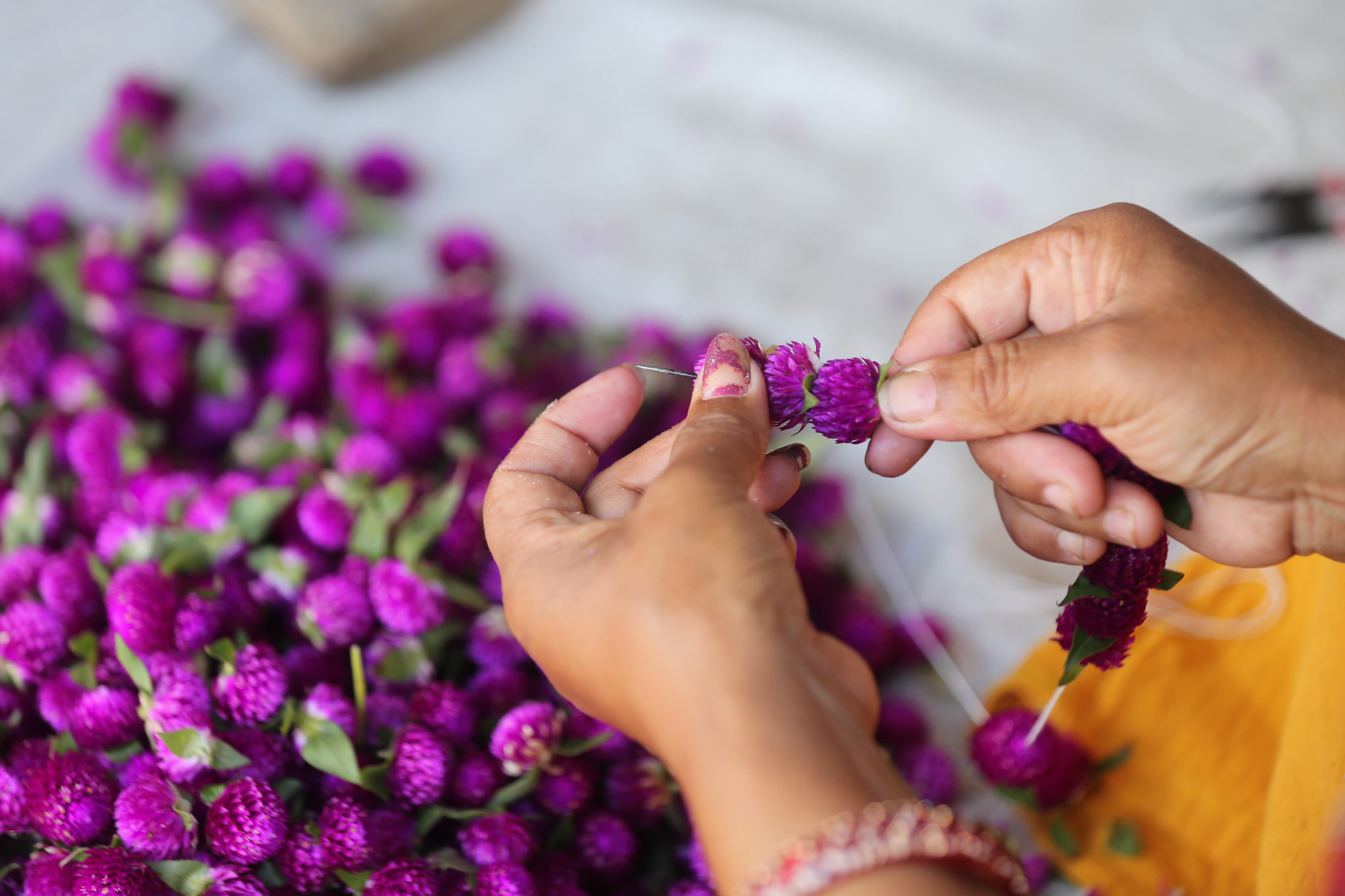 Makhamali-flower_Gundu_-Bhaktapur_-(12)-1759985921.jpg