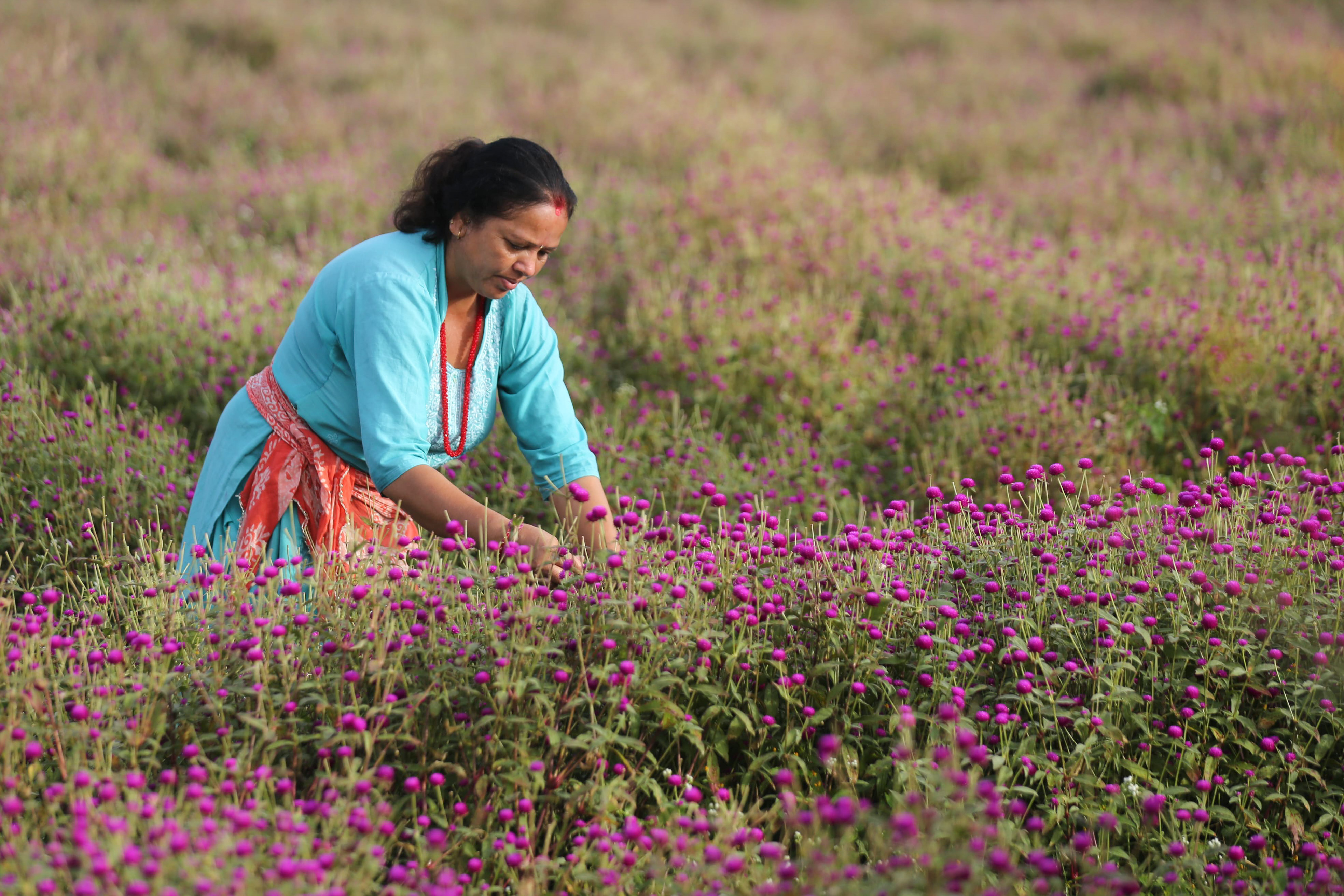 Makhamali-flower_Gundu_-Bhaktapur_-(13)-1759985924.jpg