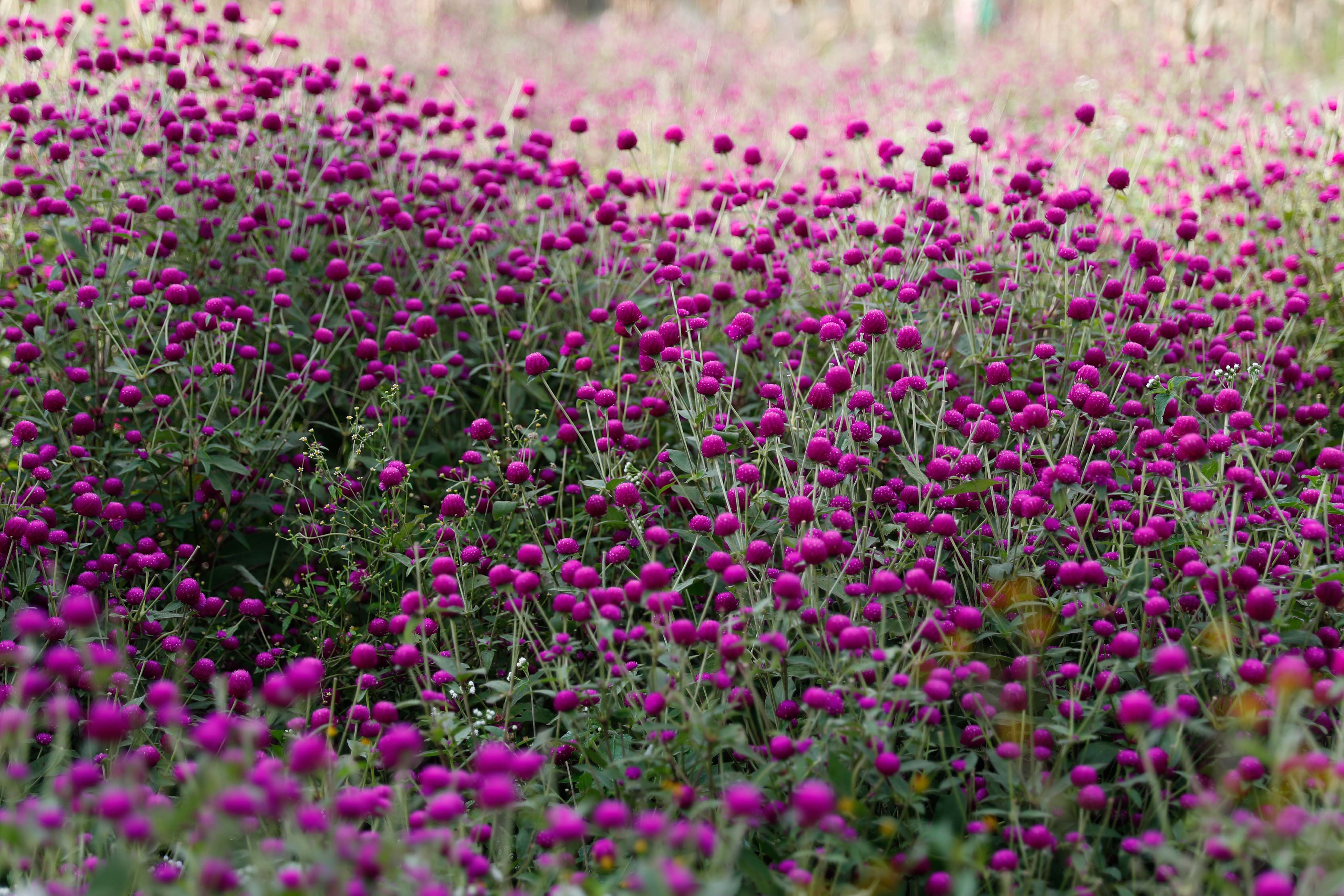 Makhamali-flower_Gundu_-Bhaktapur_-(2)-1759985896.jpg
