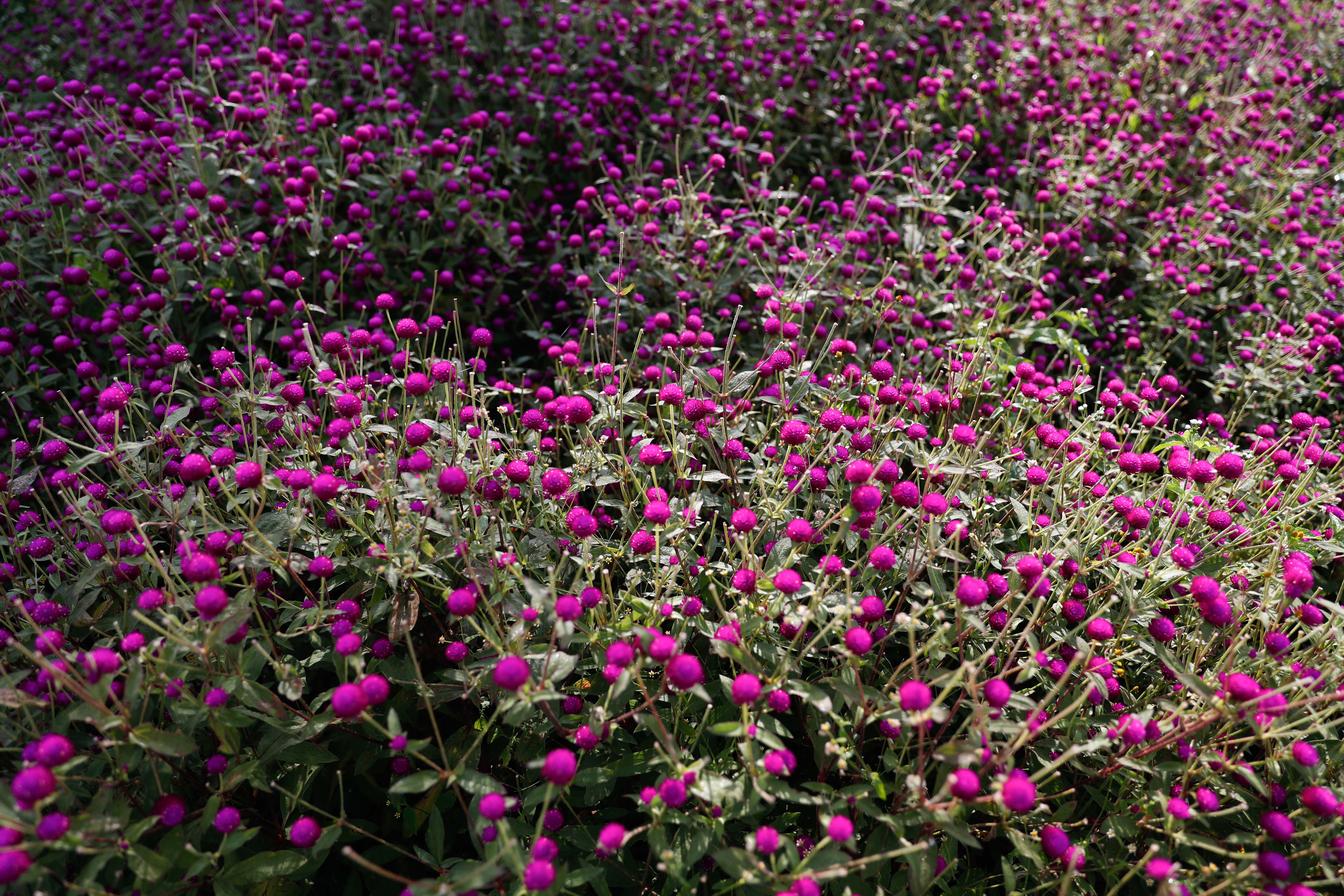 Makhamali-flower_Gundu_-Bhaktapur_-(3)-1759985902.jpg