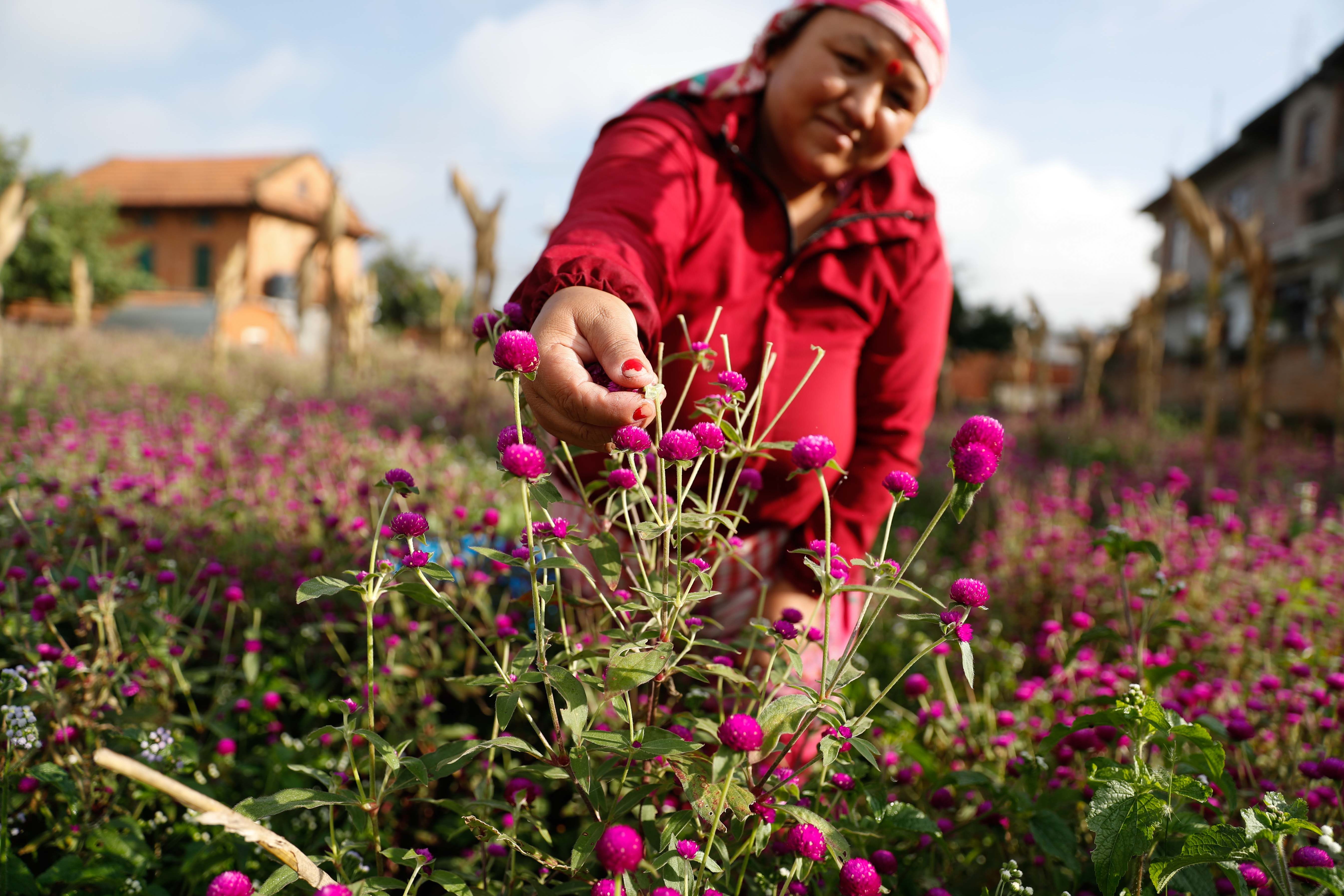 Makhamali-flower_Gundu_-Bhaktapur_-(4)-1759985901.jpg