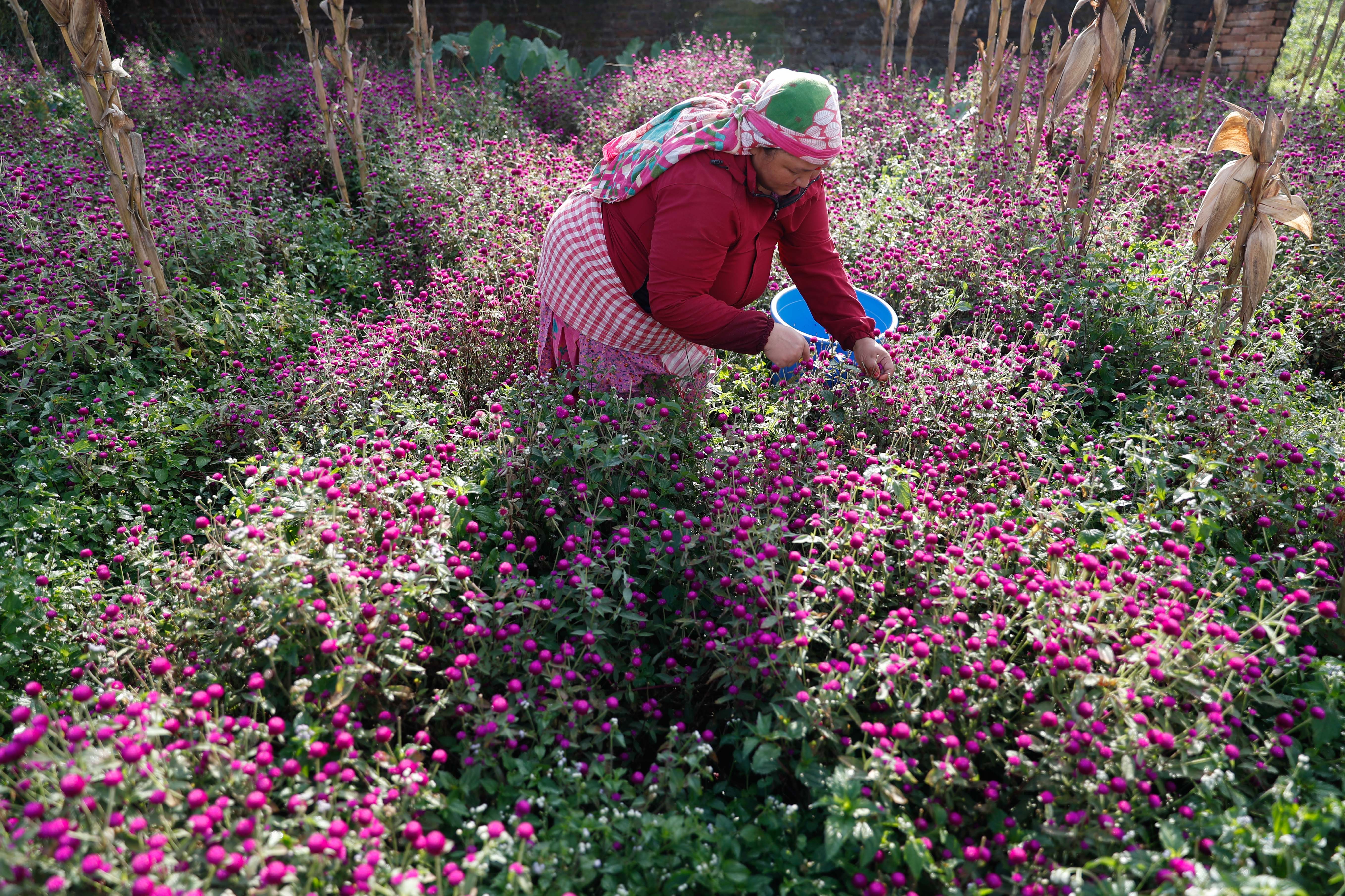 Makhamali-flower_Gundu_-Bhaktapur_-(5)-1759985908.jpg