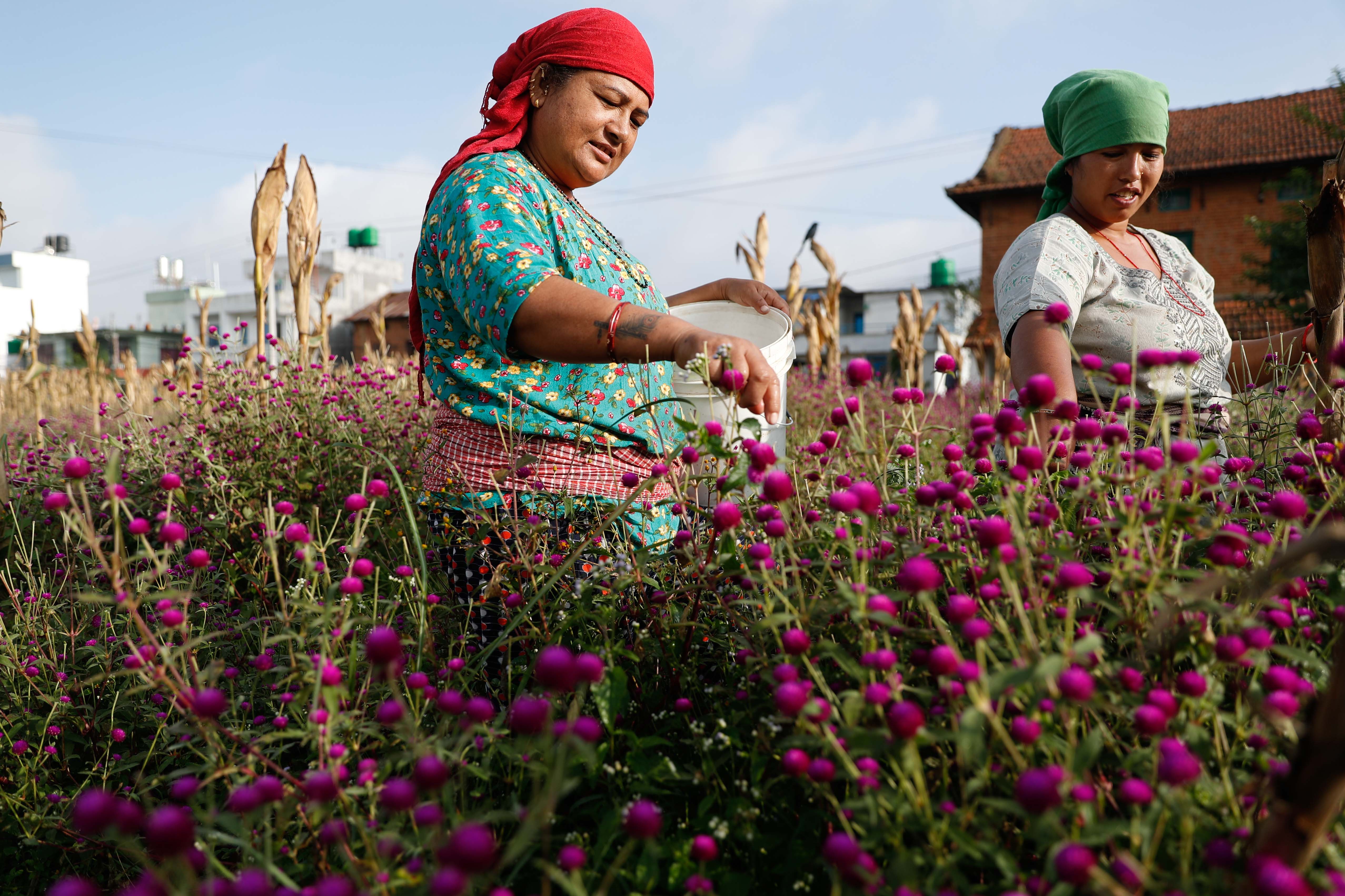 Makhamali-flower_Gundu_-Bhaktapur_-(6)-1759985908.jpg