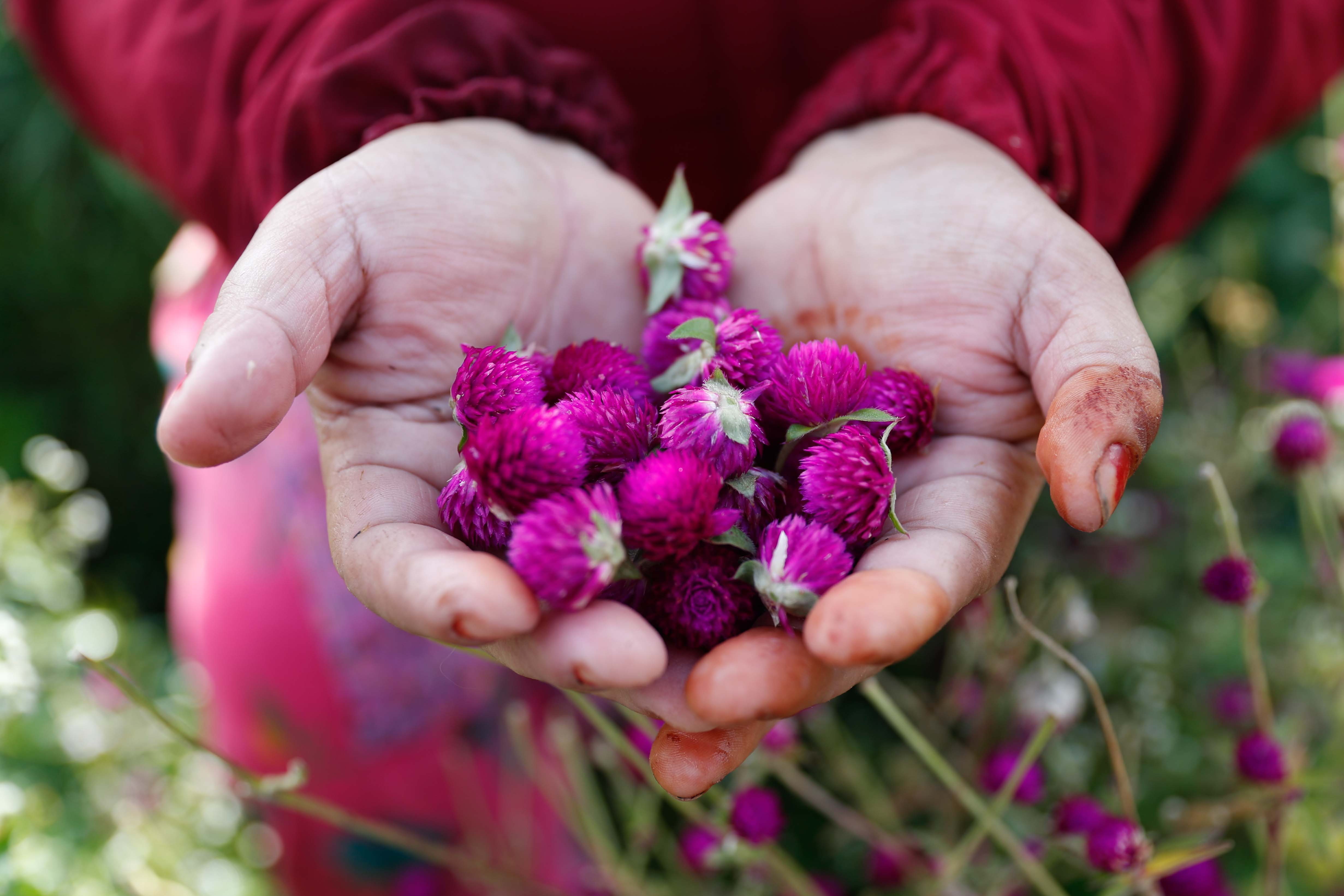 Makhamali-flower_Gundu_-Bhaktapur_-(7)-1759985912.jpg