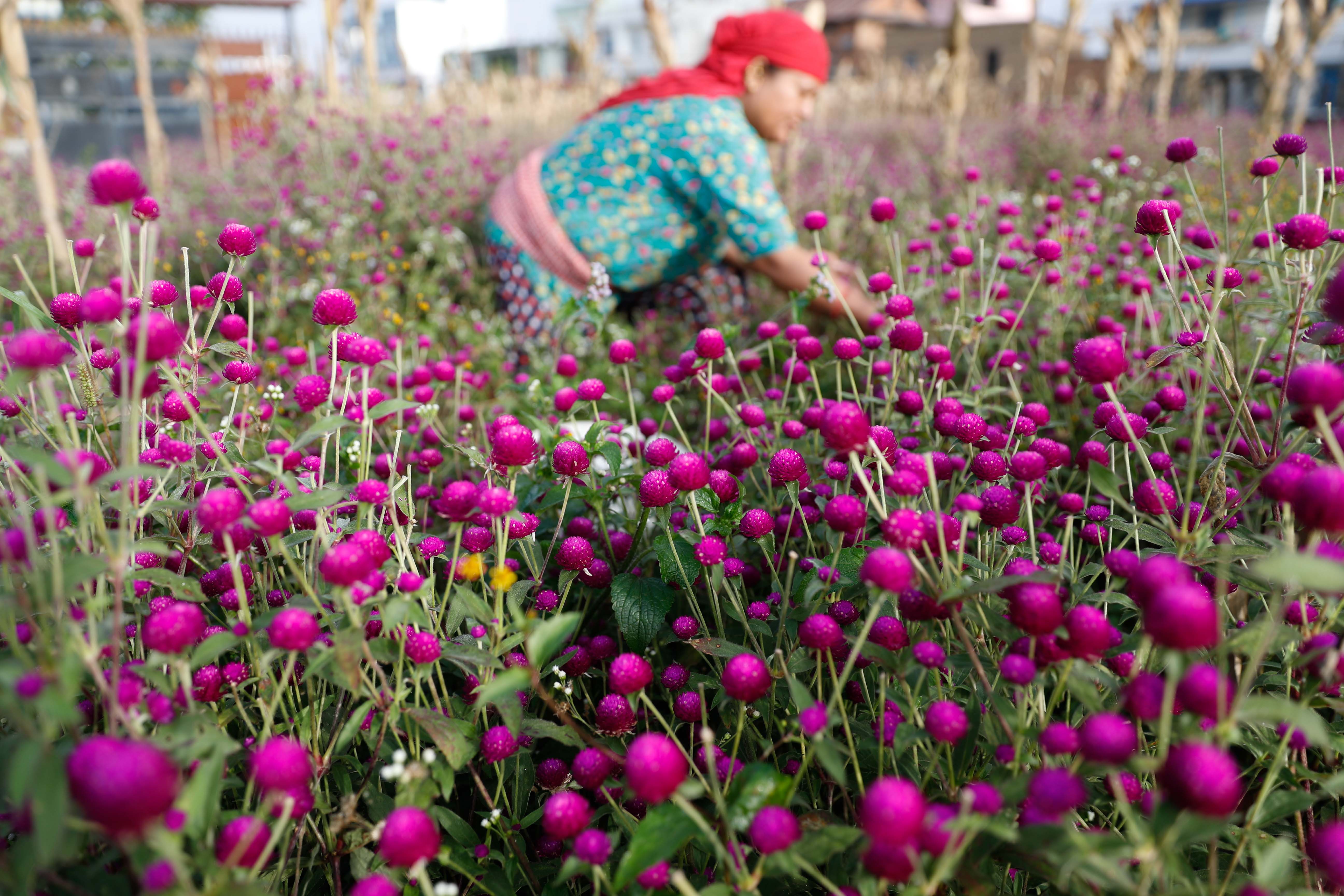 Makhamali-flower_Gundu_-Bhaktapur_-(8)-1759985913.jpg