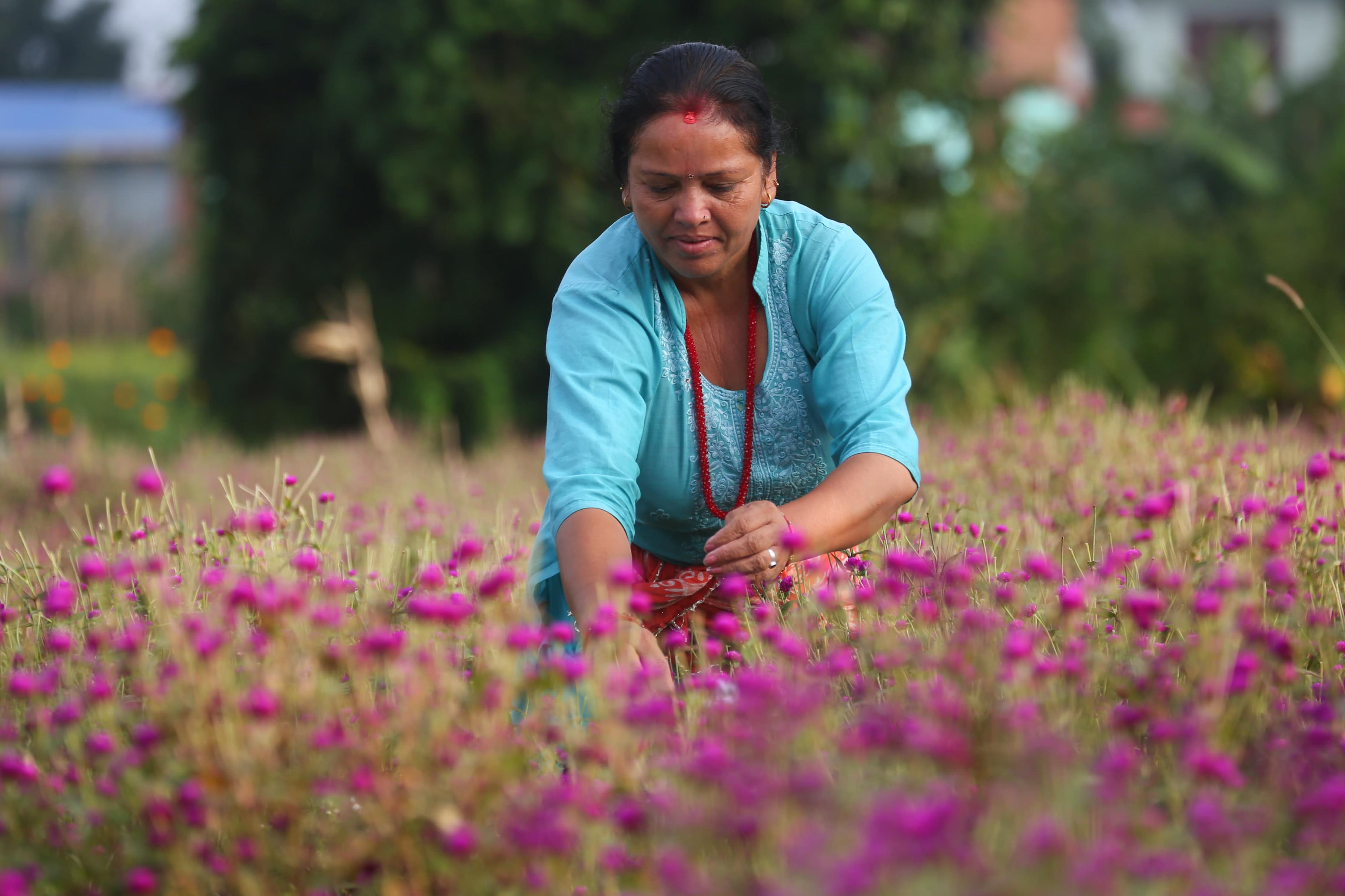 Makhamali-flower_Gundu_-Bhaktapur_-(9)-1759985915.jpg