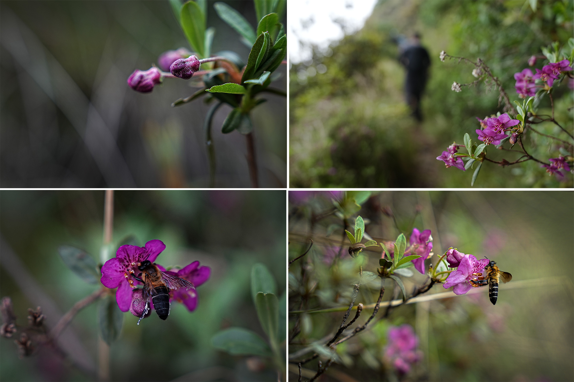Merge_Flower_Helambu-trail_NPL-1782537502.jpg