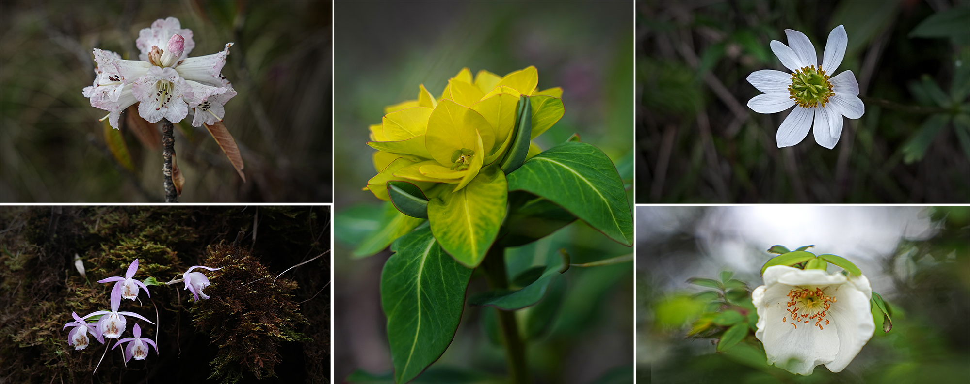 Merge_Flower_Helambu_NPL-(1)-1782537502.jpg