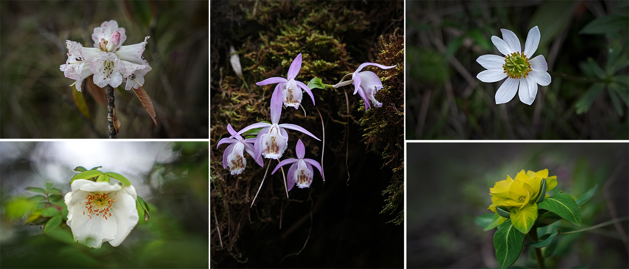 Merge_Flower_Helambu_NPL-(2)-1782537503.jpg