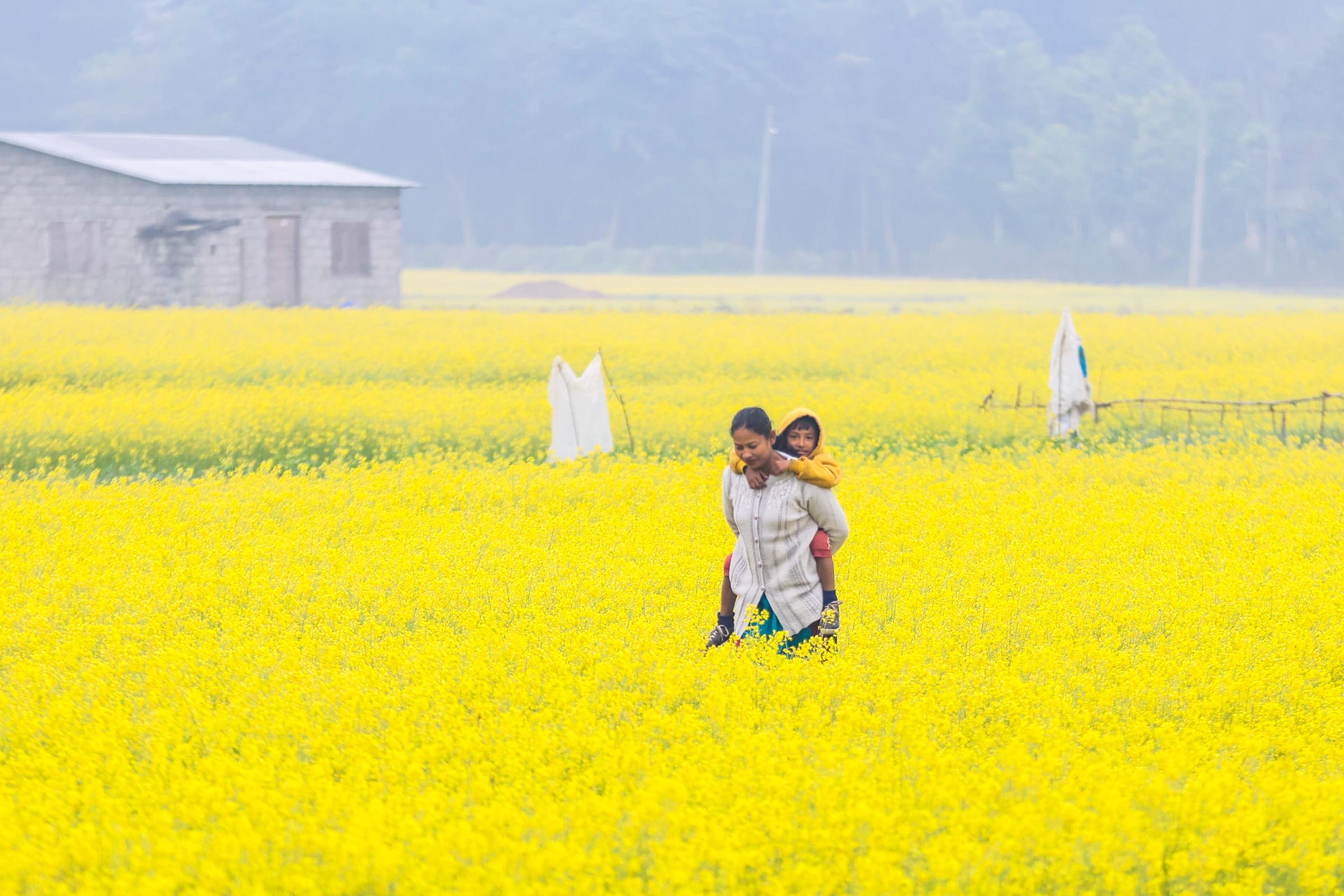 Mustard-field--Sauraha_Nepal-Photo-Library-1-1767071101.jpg